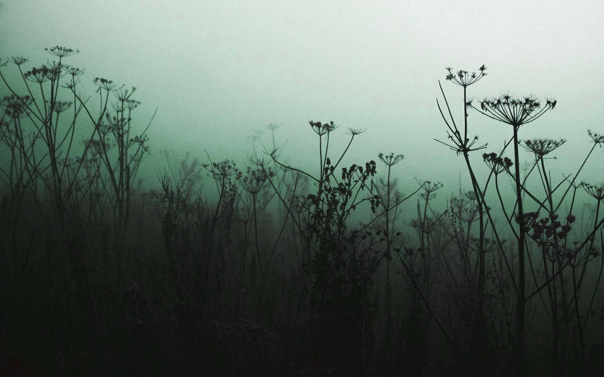 misty meadow silhouettes, wildflowers, delicate seed heads, Full HD Desktop Wallpaper