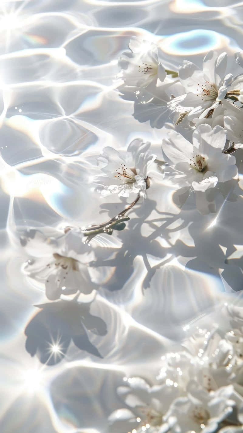 cherry blossoms, sunlit water, shimmering ripples, HD Phone Wallpaper