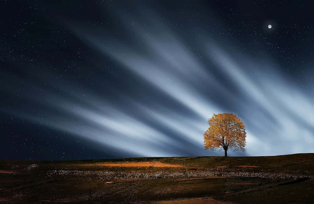 golden tree, grassy hill, starry night sky, HD Desktop Wallpaper