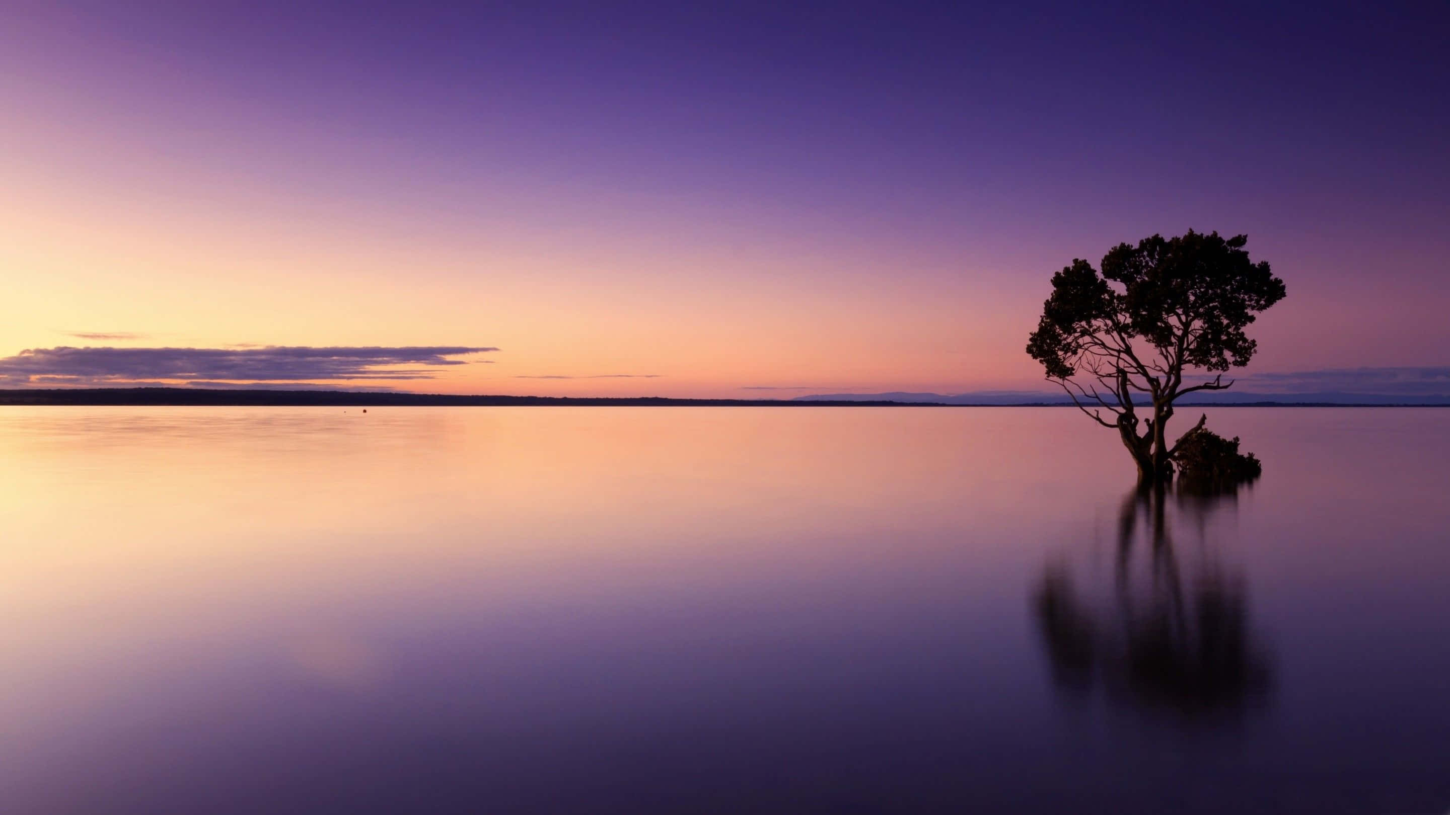 calming desktop, lone tree, small island, 2K Desktop Wallpaper