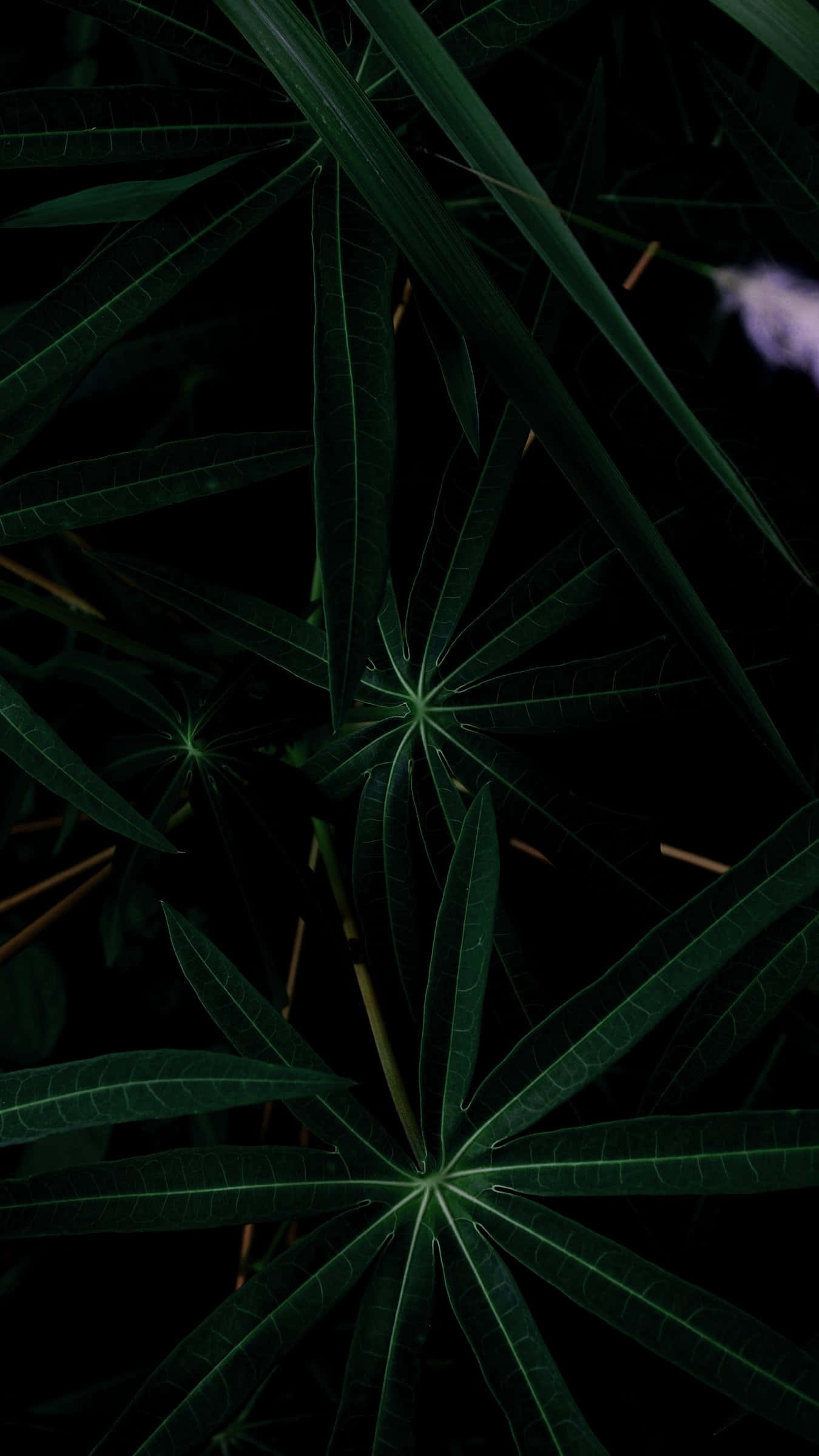 dark green, emerald oasis, tropical leaves, Full HD Phone Wallpaper