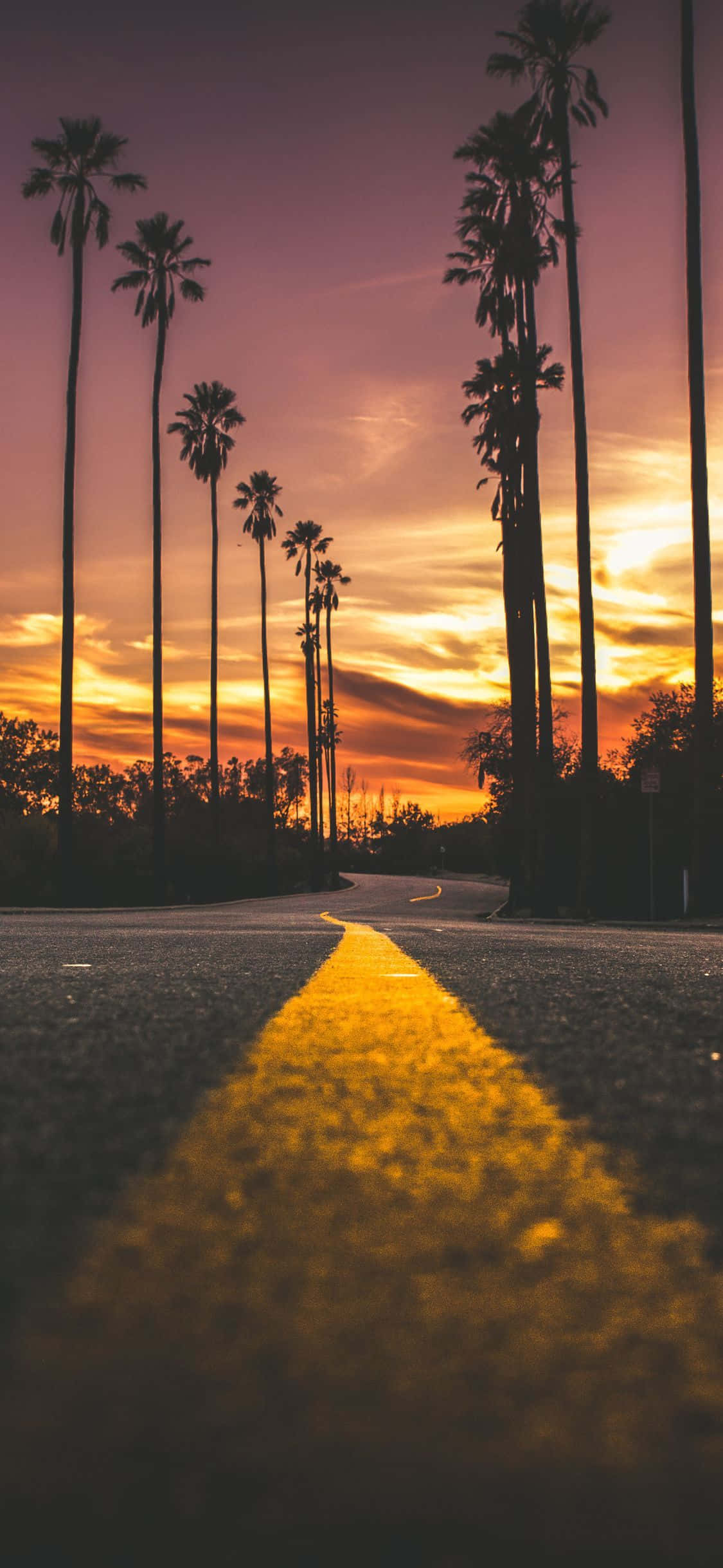 sunset, winding road, palm trees, Full HD Phone Wallpaper