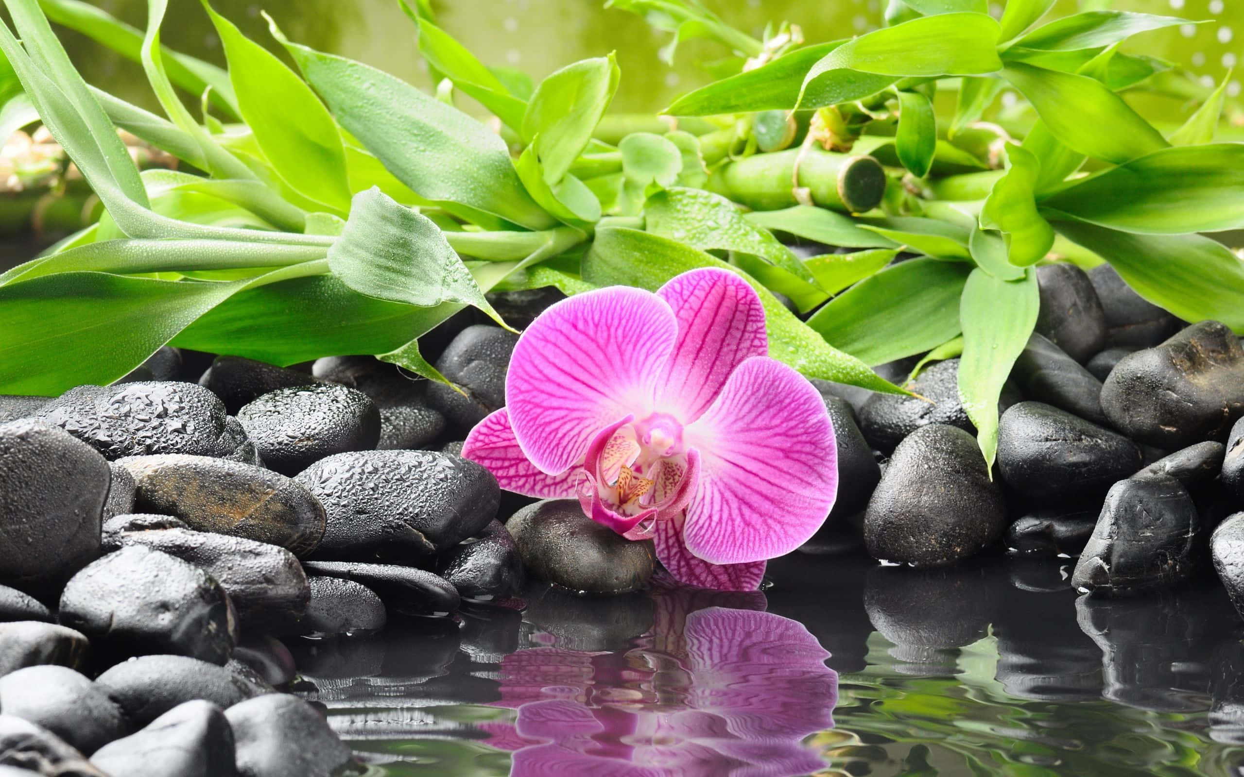 Zen Desktop, vibrant pink orchid, glossy black stones, 2K Desktop Wallpaper