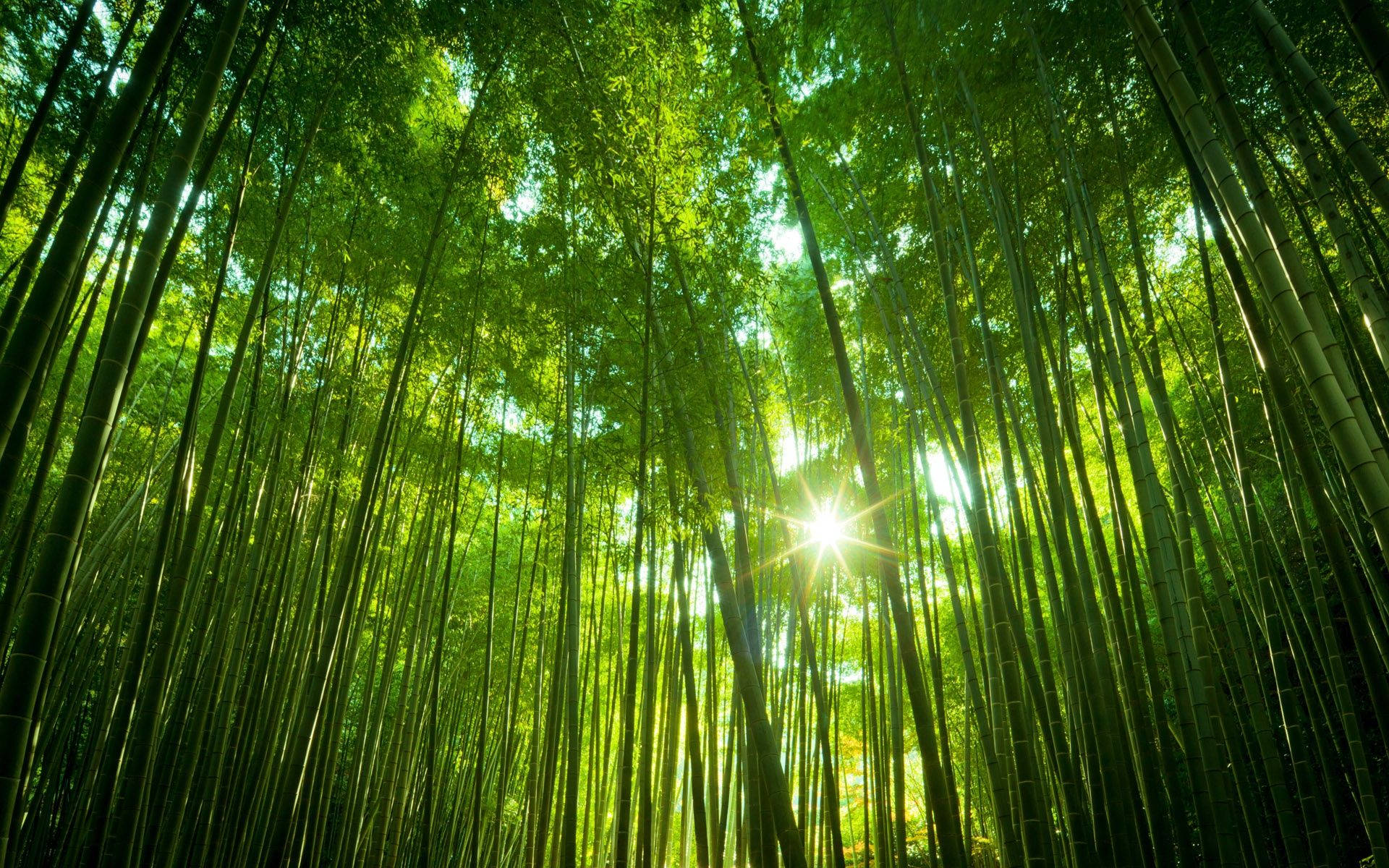 wide green bamboo 4k forest, sunlight, dense canopy, Full HD Desktop Wallpaper