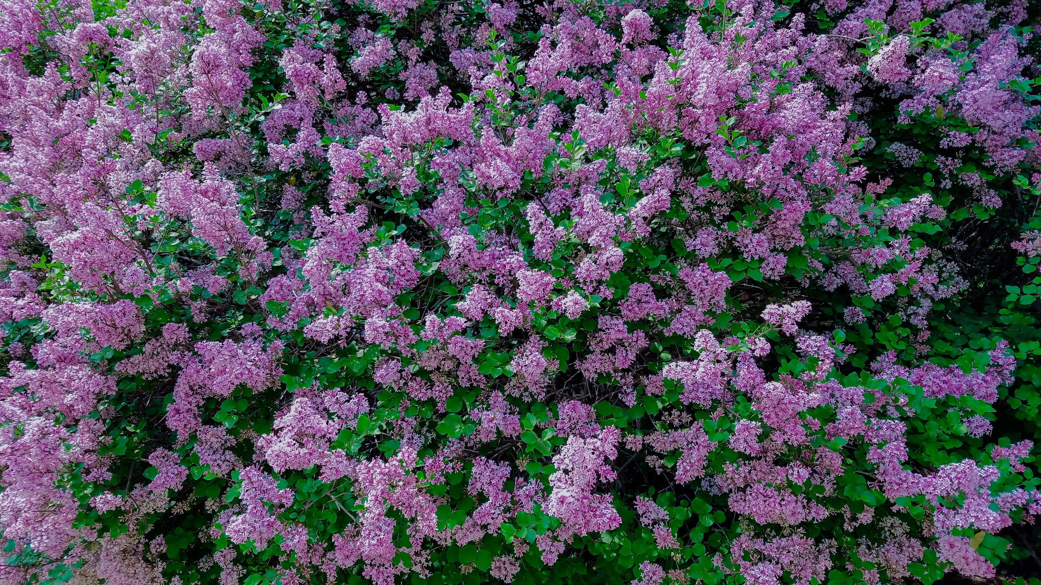 purple lilac flowers, lush green foliage, spring splendor, 4K Desktop Wallpaper