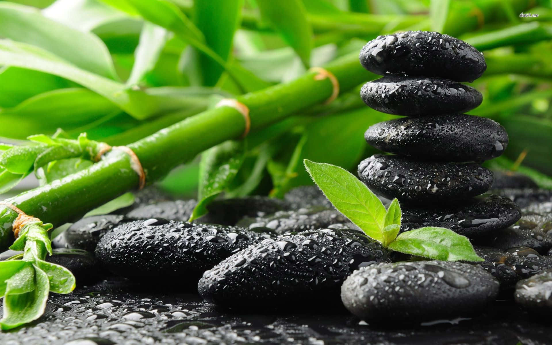 Zen Desktop, stone stack, bamboo shoots, Full HD Desktop Wallpaper