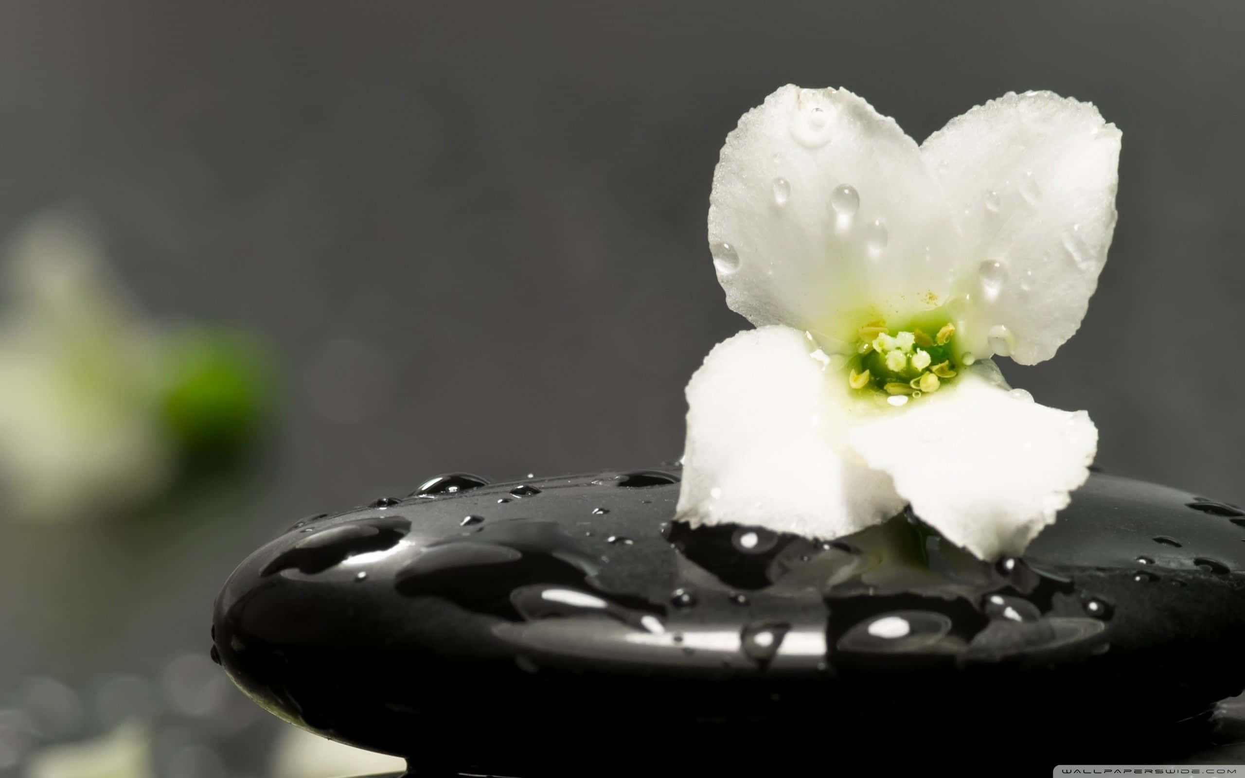 Zen Desktop, white flower, dew drops, 2K Desktop Wallpaper