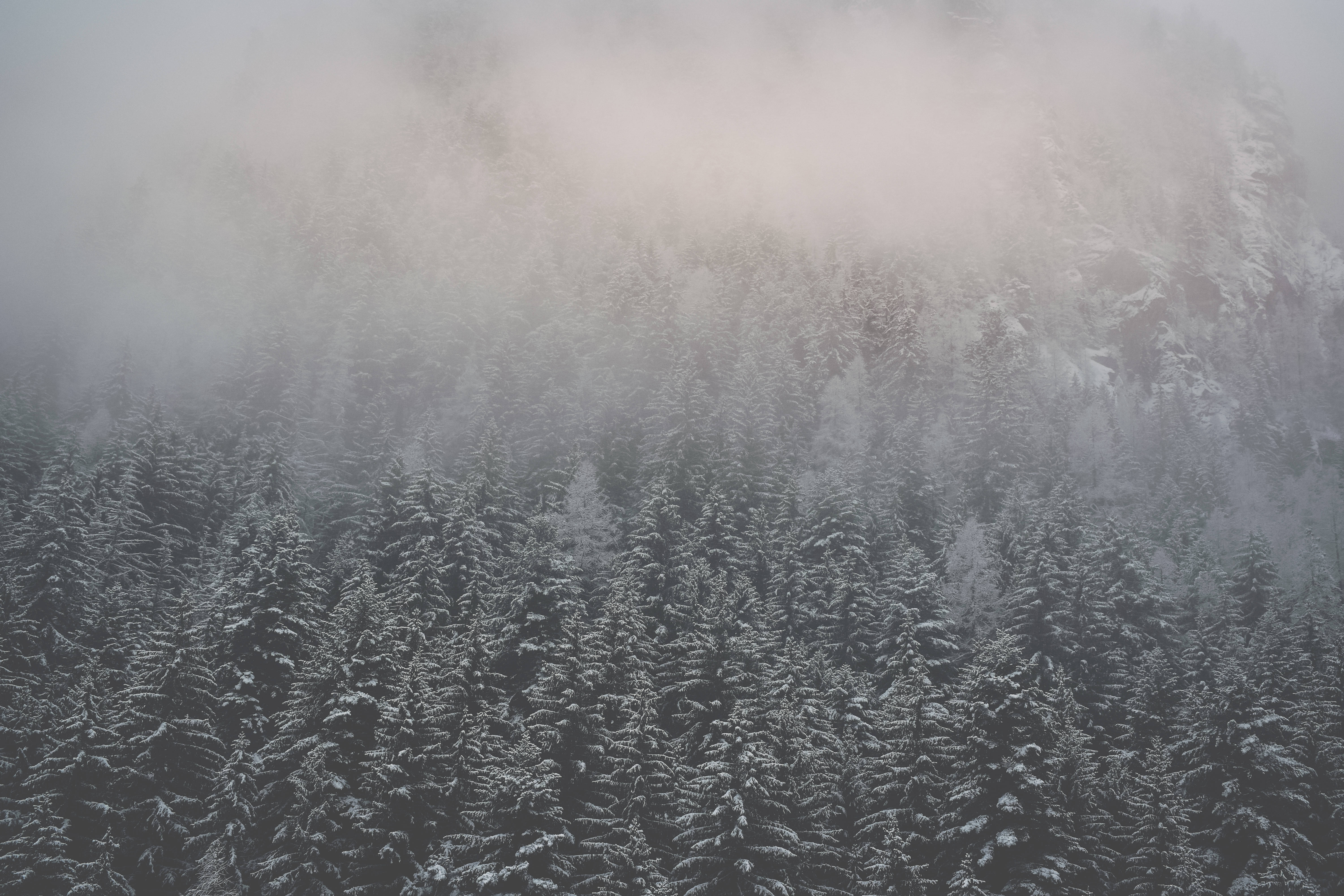gray, calming, foggy forest, 5K Desktop Wallpaper