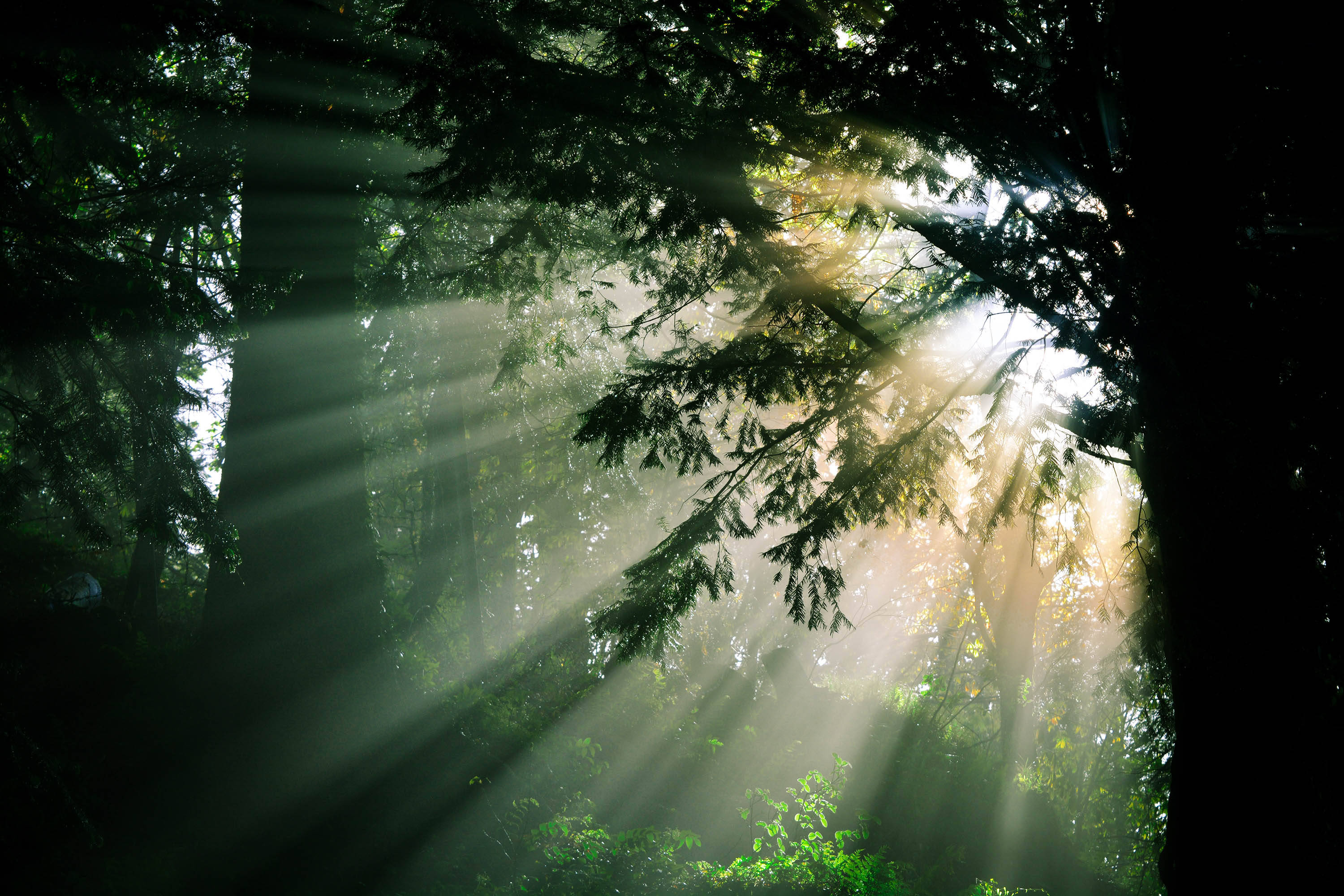 forest, sunlight, canopy, 2K Desktop Wallpaper
