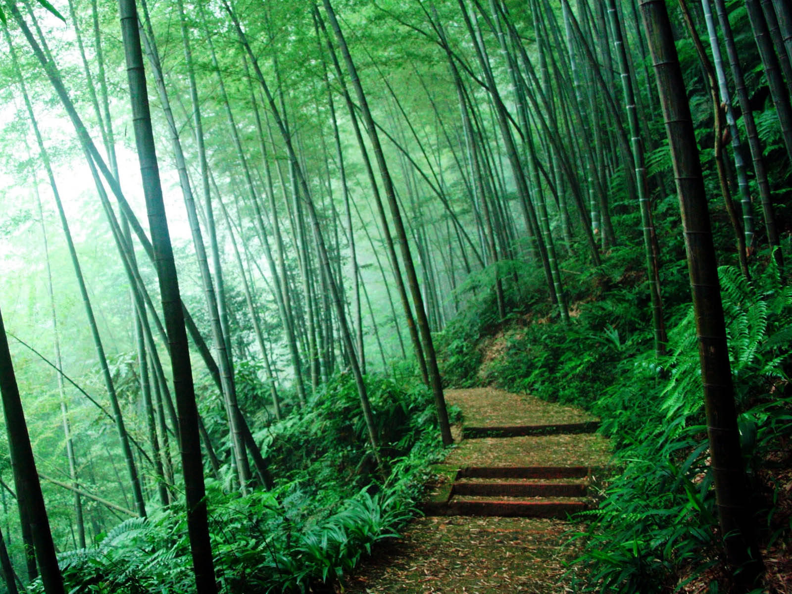 peaceful bamboo 4k green forest, misty forest path, towering bamboo stalks, HD Desktop Wallpaper