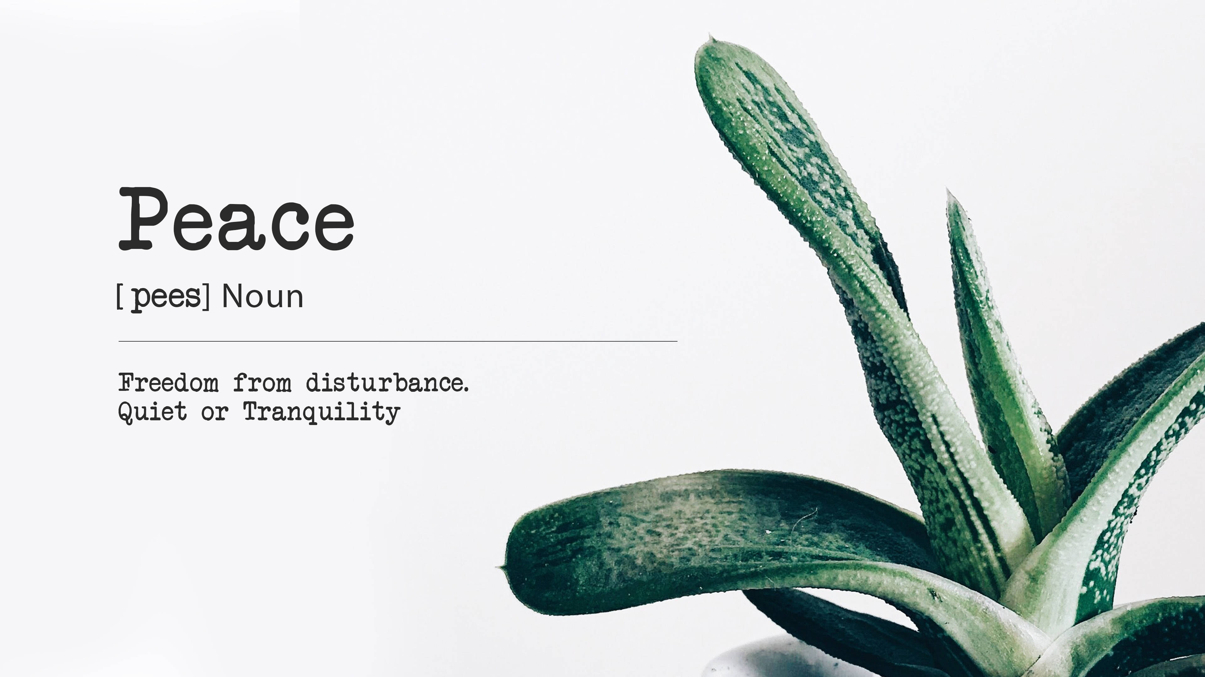 minimalist plant, peace quote, green succulent, 4K Desktop Wallpaper
