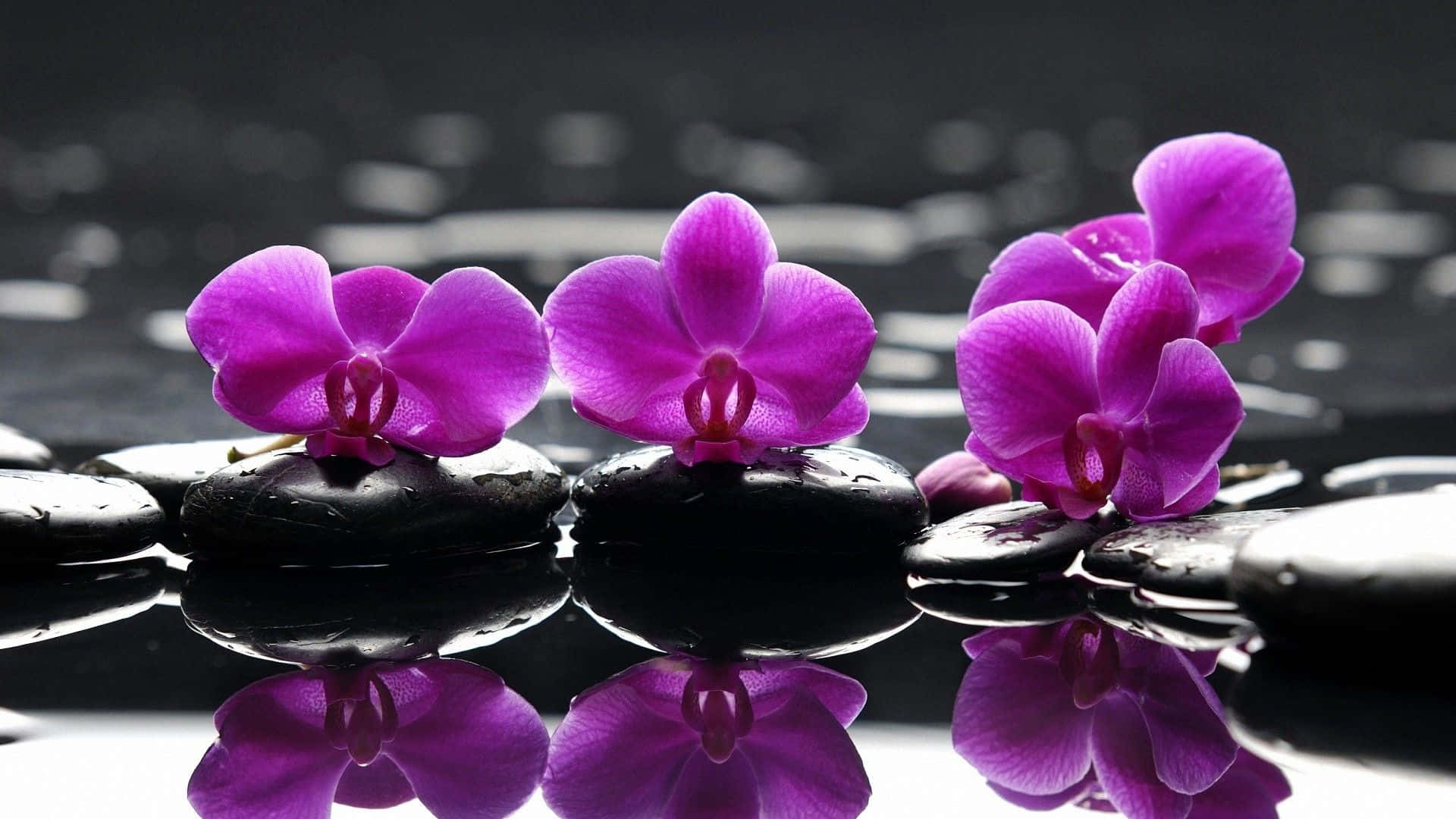 Zen Desktop, violet flowers, wet stones, Full HD Desktop Wallpaper