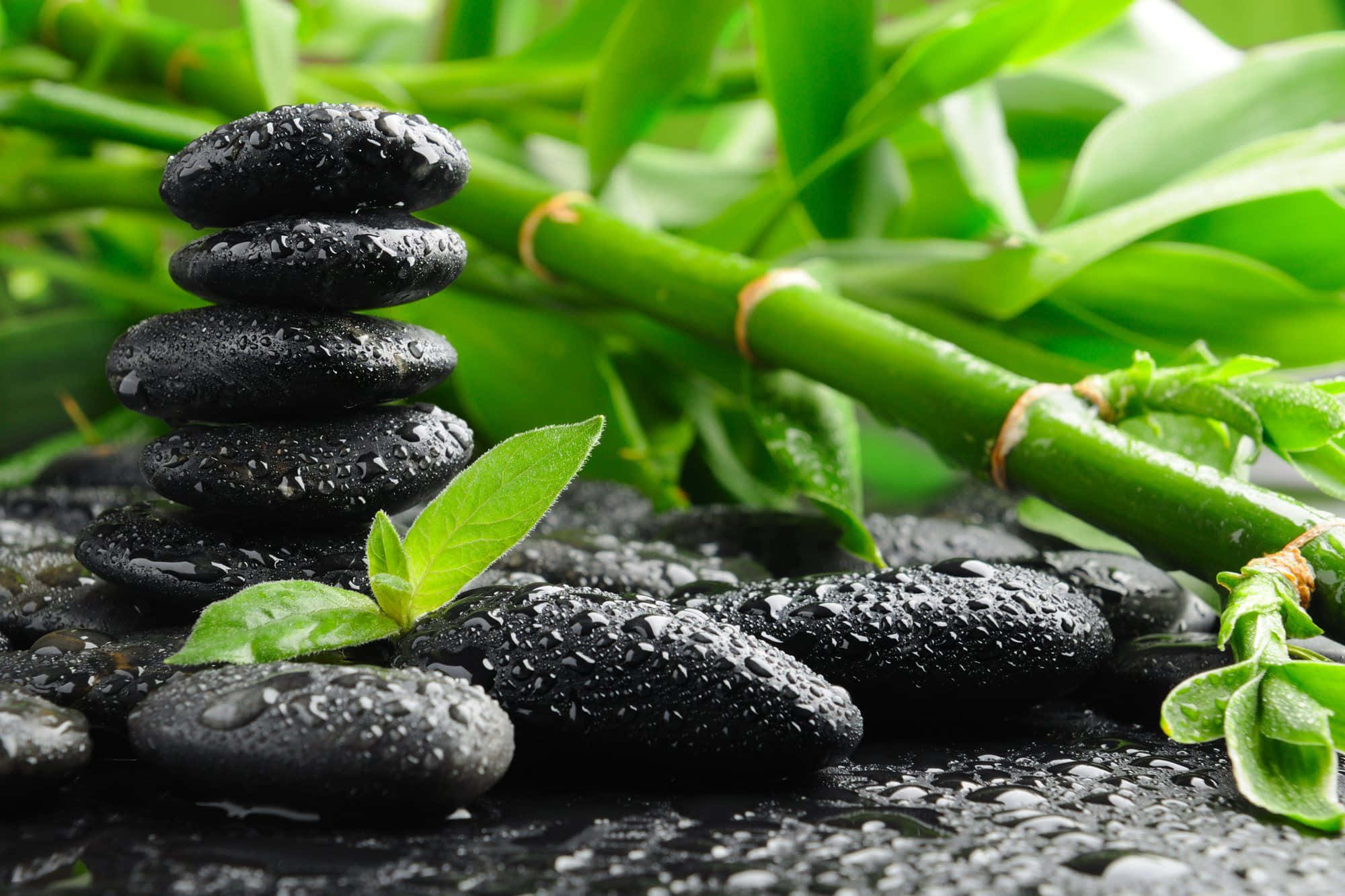 zen desktop, wet black stones, vibrant green bamboo leaves, Full HD Desktop Wallpaper