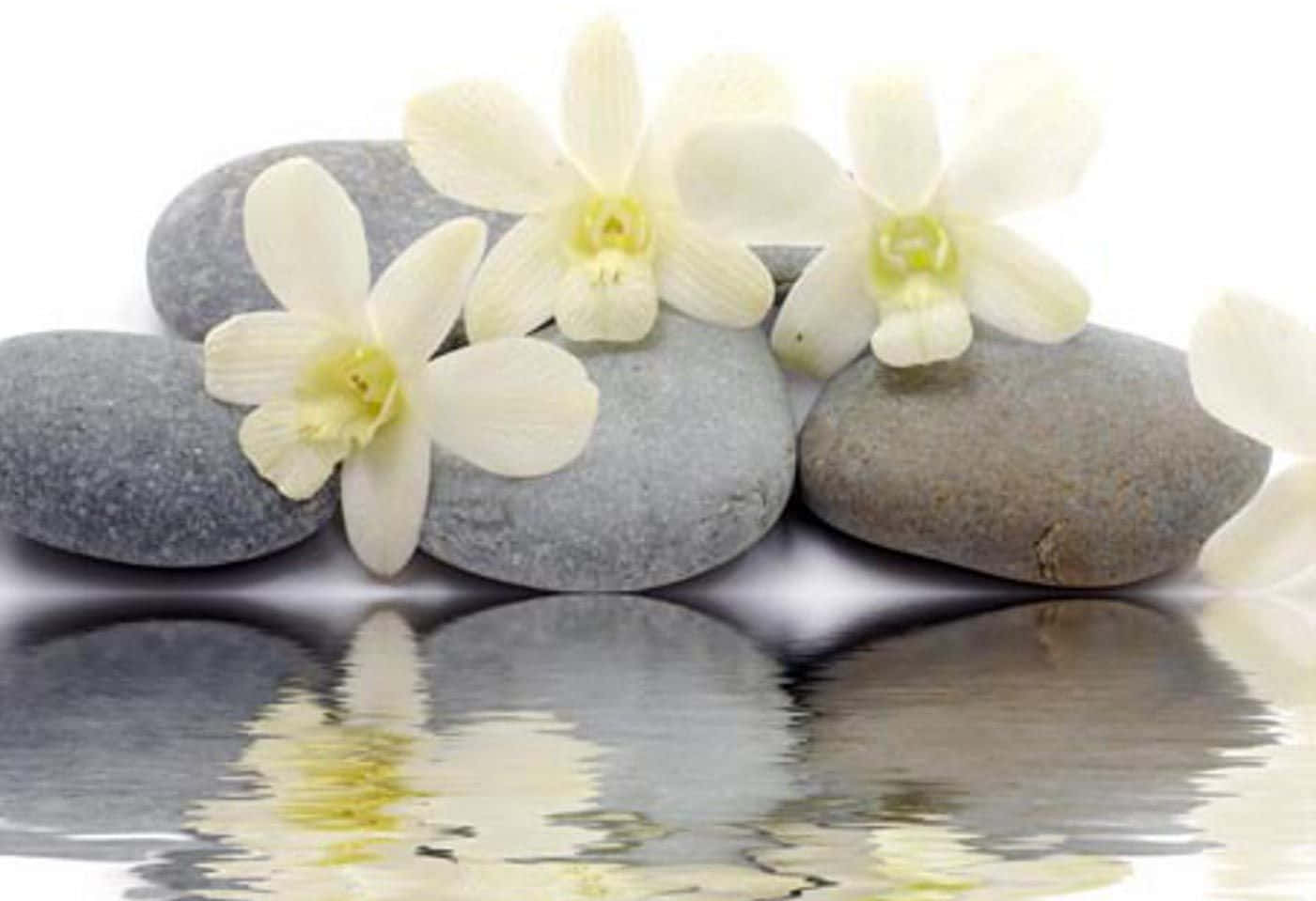 Zen Desktop, white orchids, smooth gray stones, HD Desktop Wallpaper