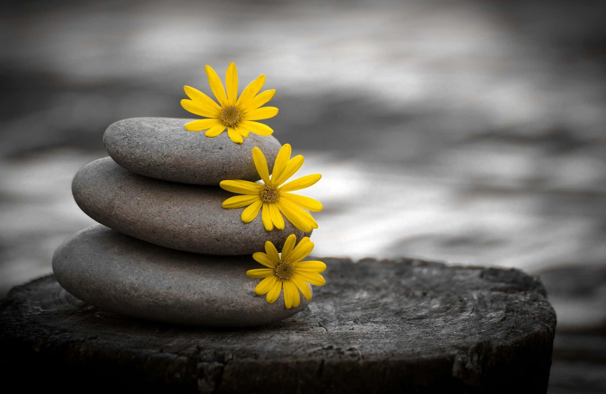 Zen Desktop, stone stack, yellow daisies, Full HD Desktop Wallpaper