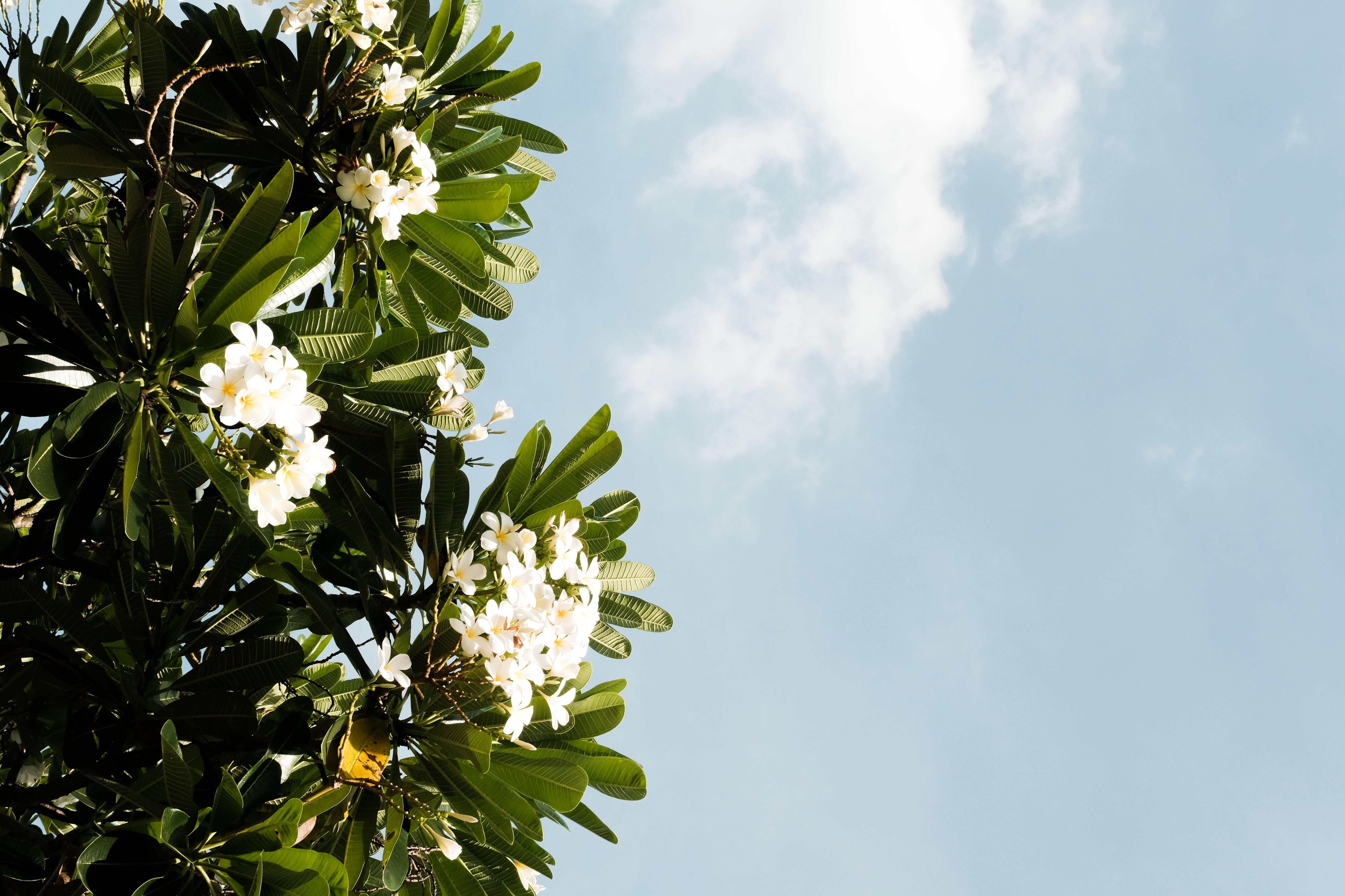 white frangipani, lush green leaves, bright blue sky, 5K Desktop Wallpaper