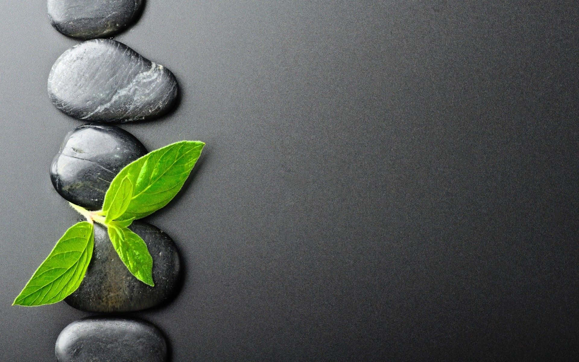 Zen Desktop, black stones, vibrant green mint leaves, Full HD Desktop Wallpaper