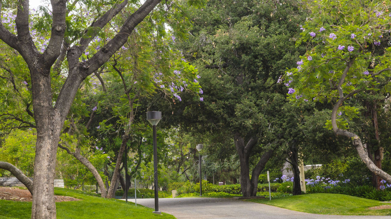 Caltech, paved path, lush green park, HD Desktop Wallpaper