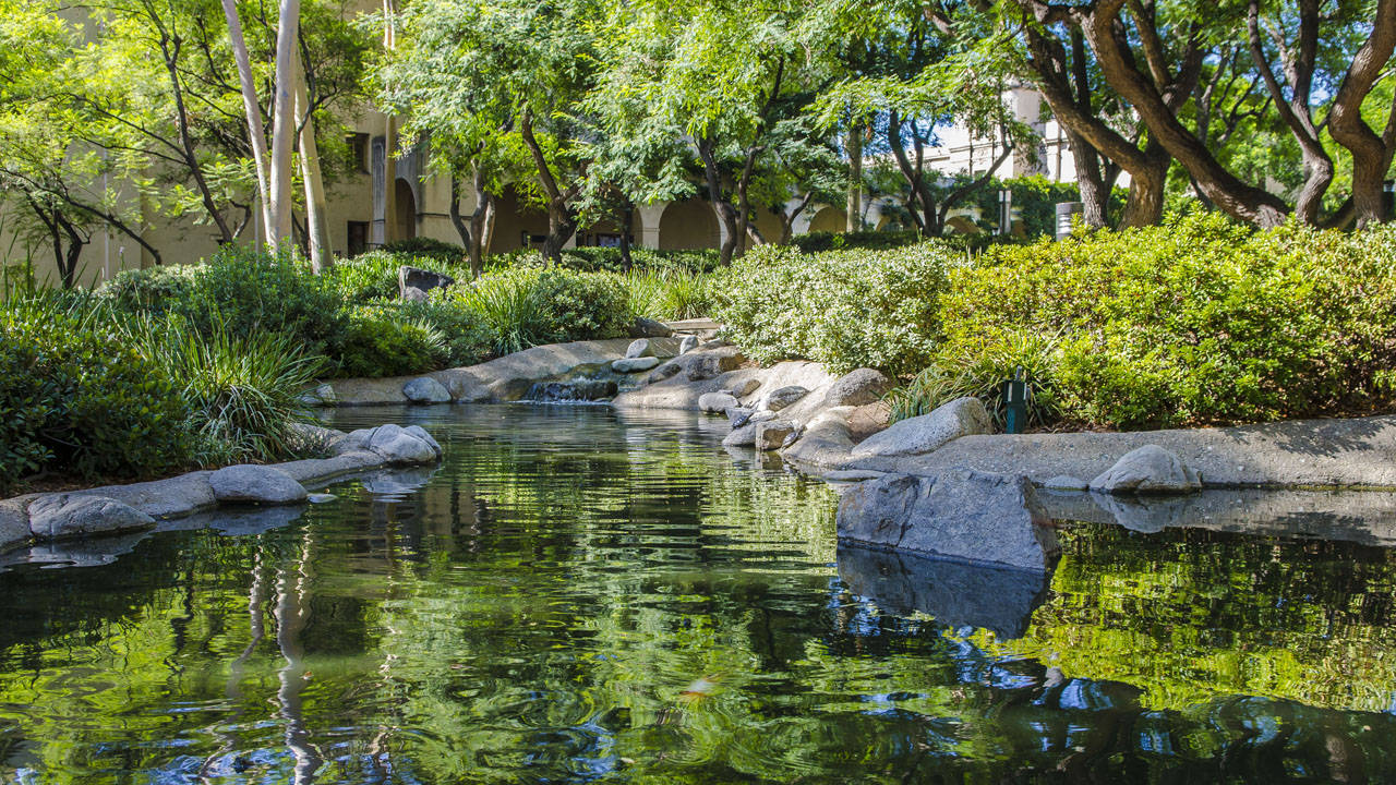 Caltech Pond, garden stream, lush greenery, HD Desktop Wallpaper