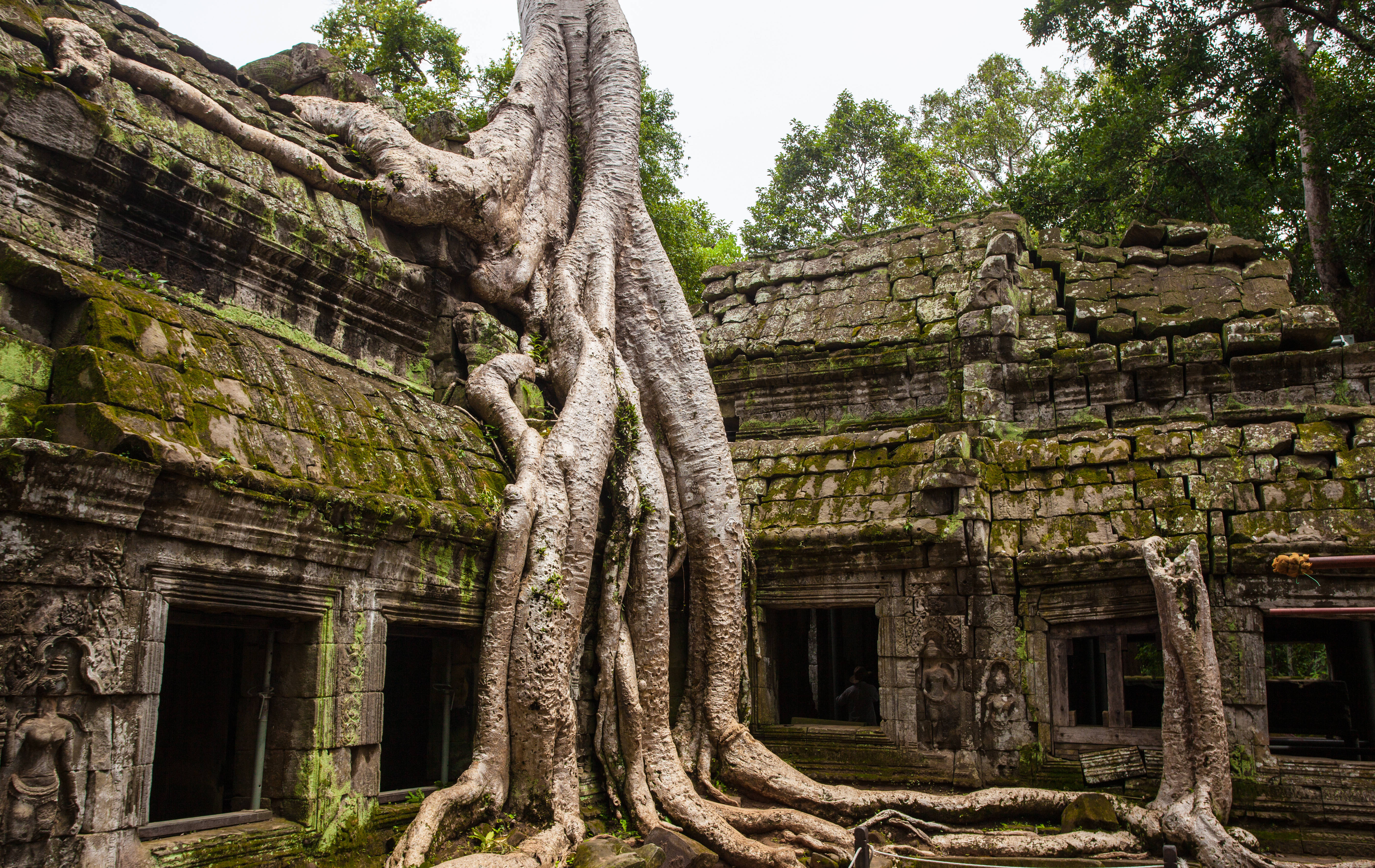 root temple, Cambodia, ancient stone temple ruins, 5K Desktop Wallpaper