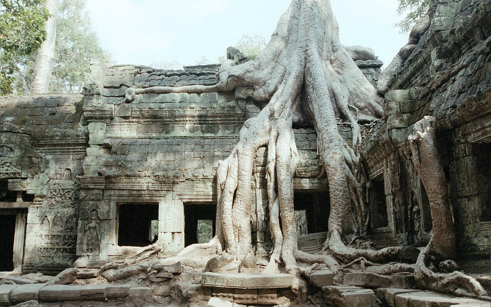 temple, ancient stone ruins, massive tree roots, HD Desktop Wallpaper
