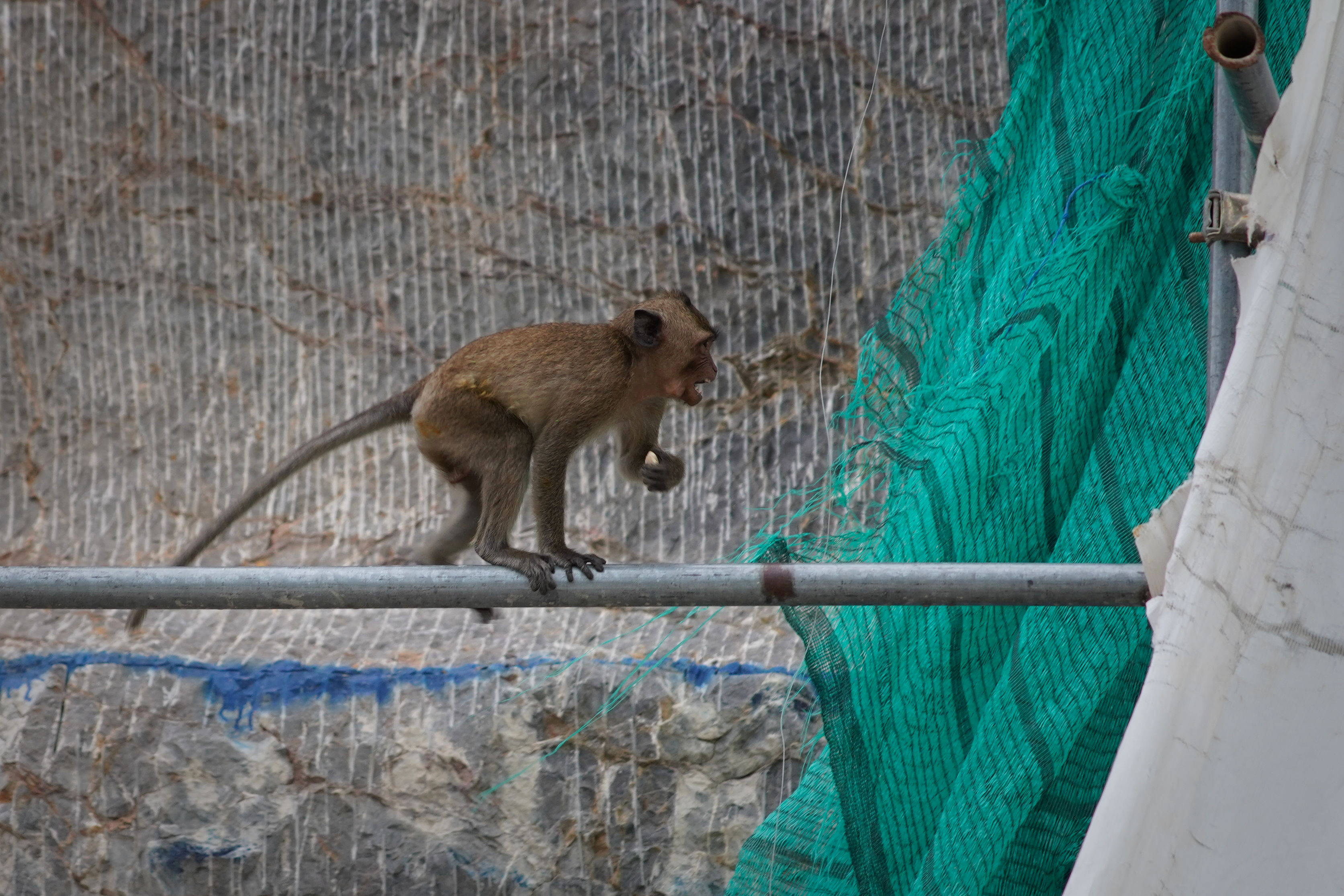 cute brown monkey, metal pole, green netting, 2K Desktop Wallpaper