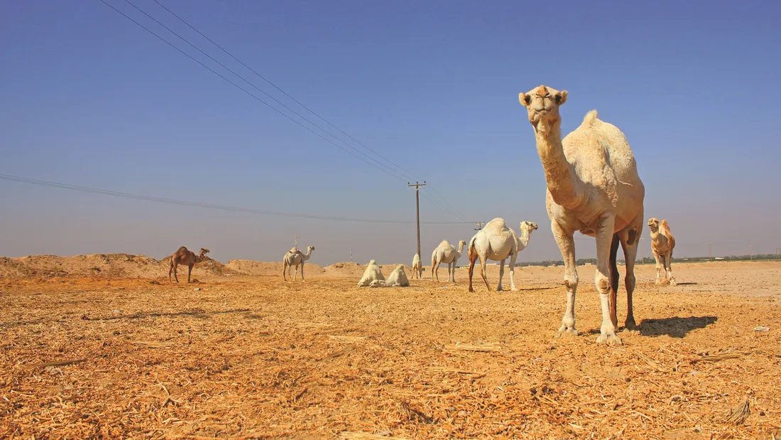 Camel