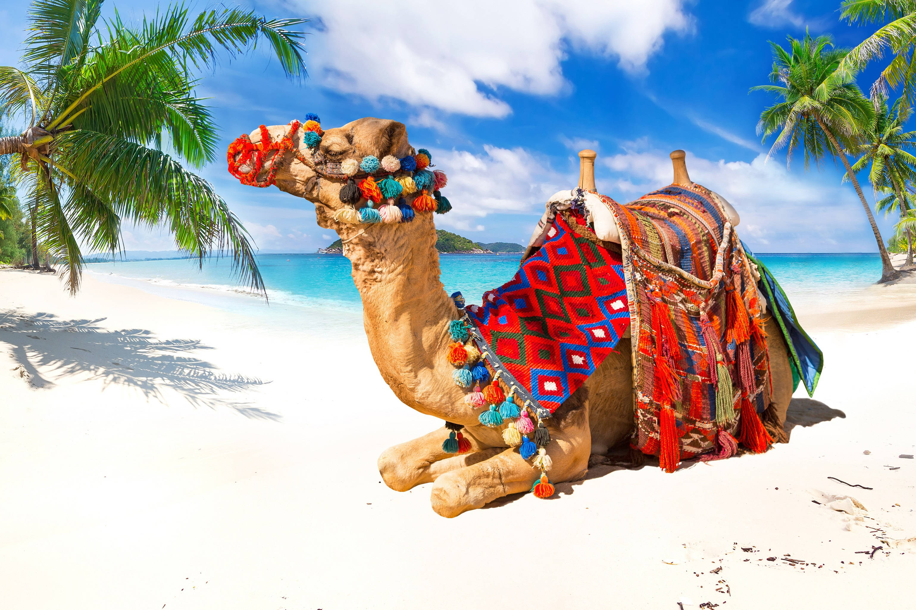 camel, beach, white sandy beach, 2K Desktop Wallpaper
