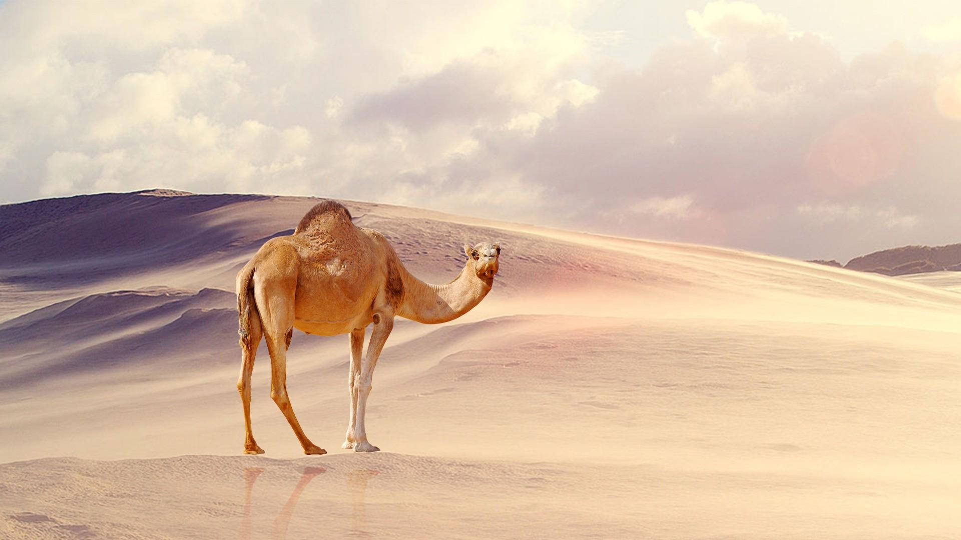 camel, desert, dune, Full HD Desktop Wallpaper