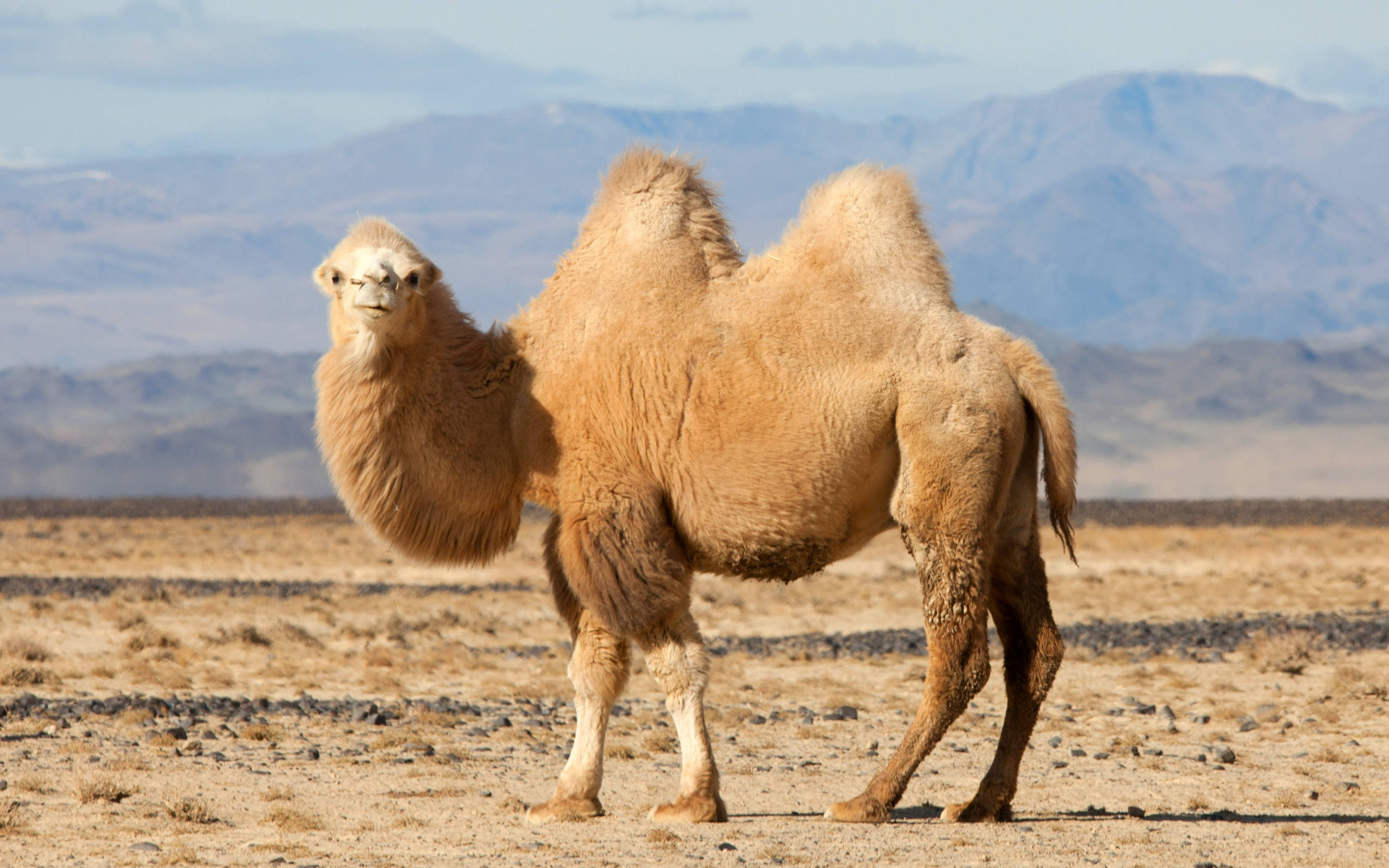 beige camel, two humps, arid desert, 2K Desktop Wallpaper