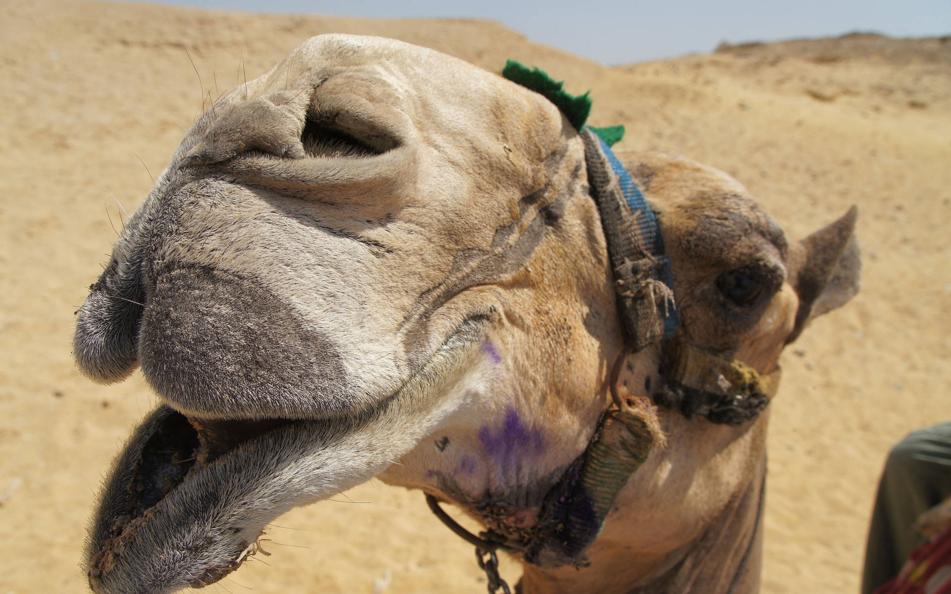 camel, blue halter, sandy desert, Full HD Desktop Wallpaper