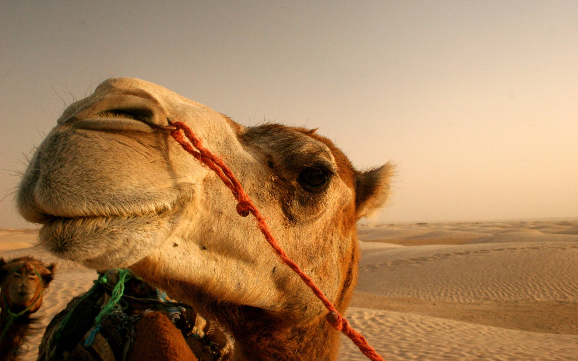 camel, red rope halter, golden desert, Full HD Desktop Wallpaper