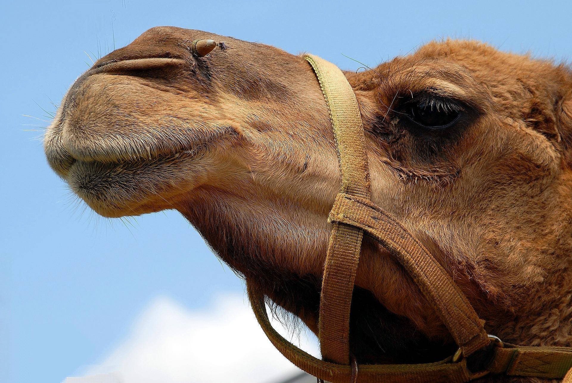 camel, muzzle, clear blue sky, Full HD Desktop Wallpaper