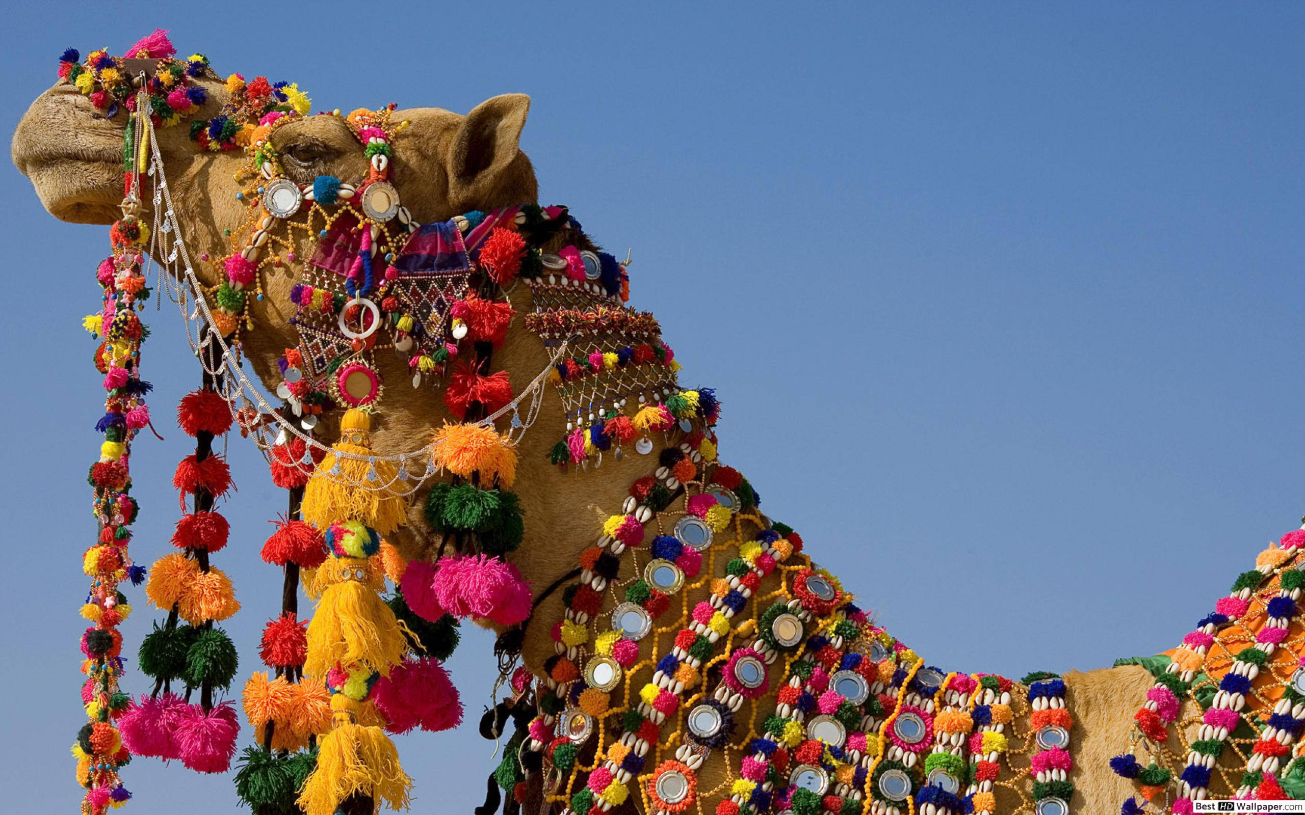 camel, colorful necklaces, vibrant pom-poms, 2K Desktop Wallpaper