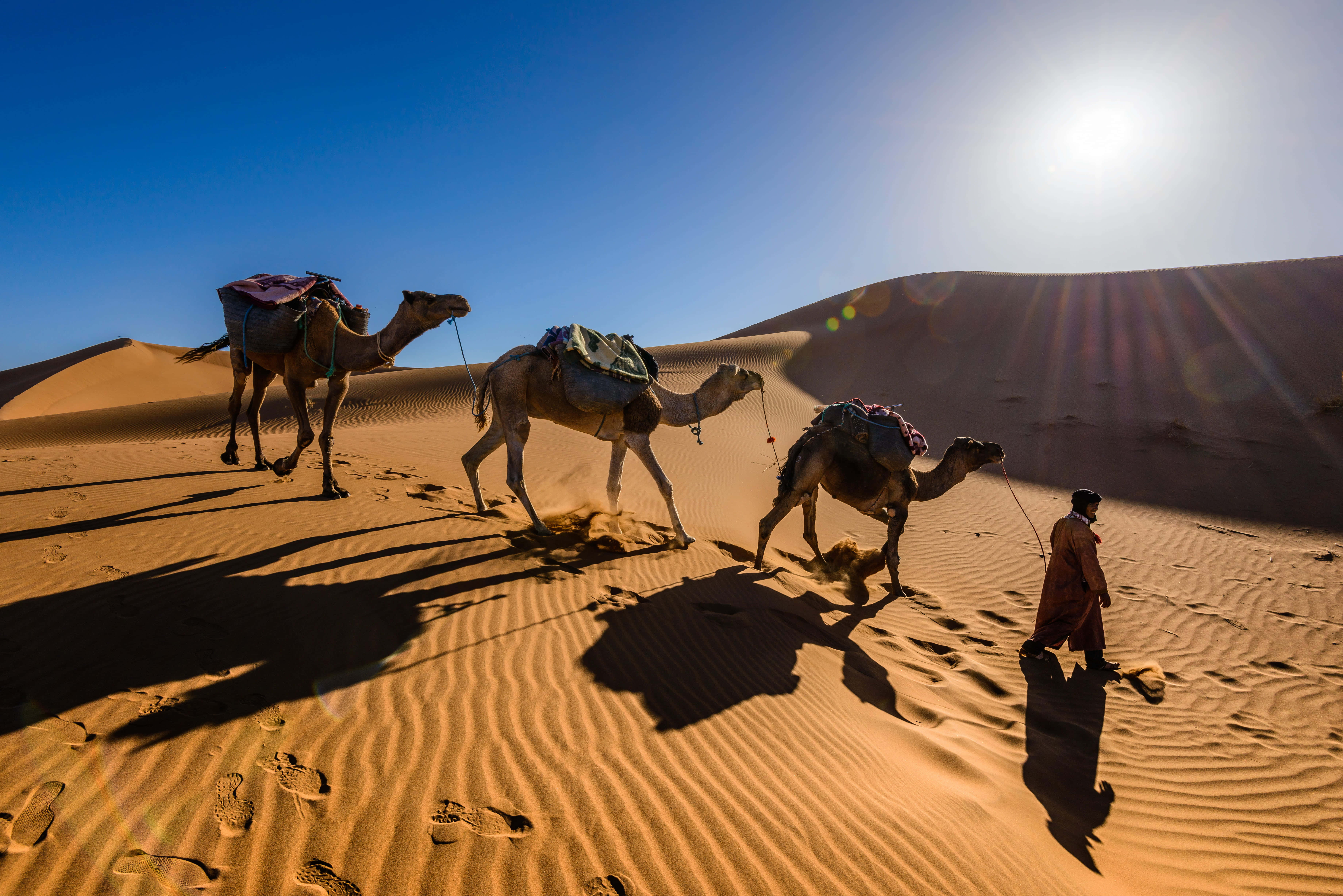 man, three camels, desert, 5K Desktop Wallpaper