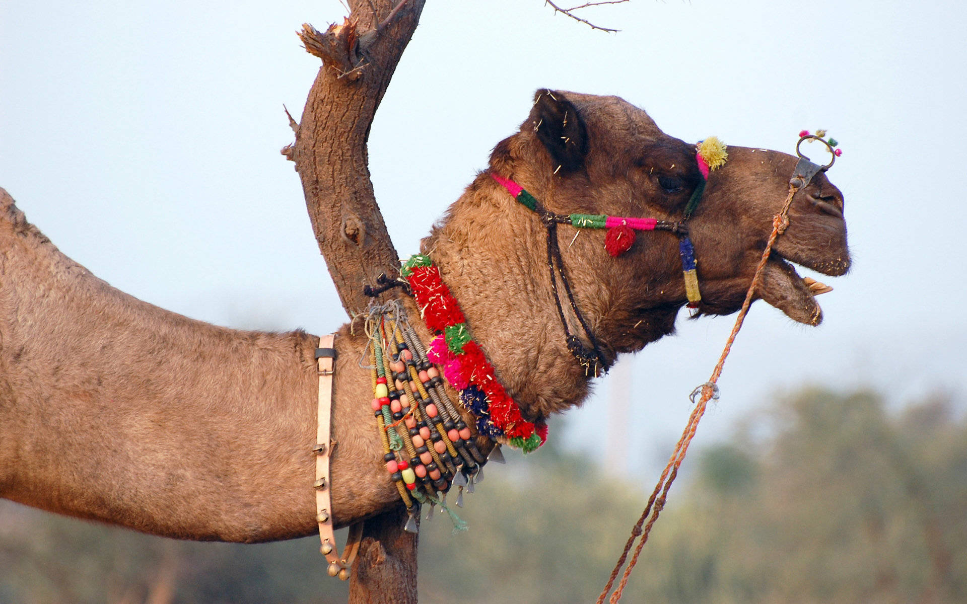 camel, colorful beads, bright bridle, Full HD Desktop Wallpaper