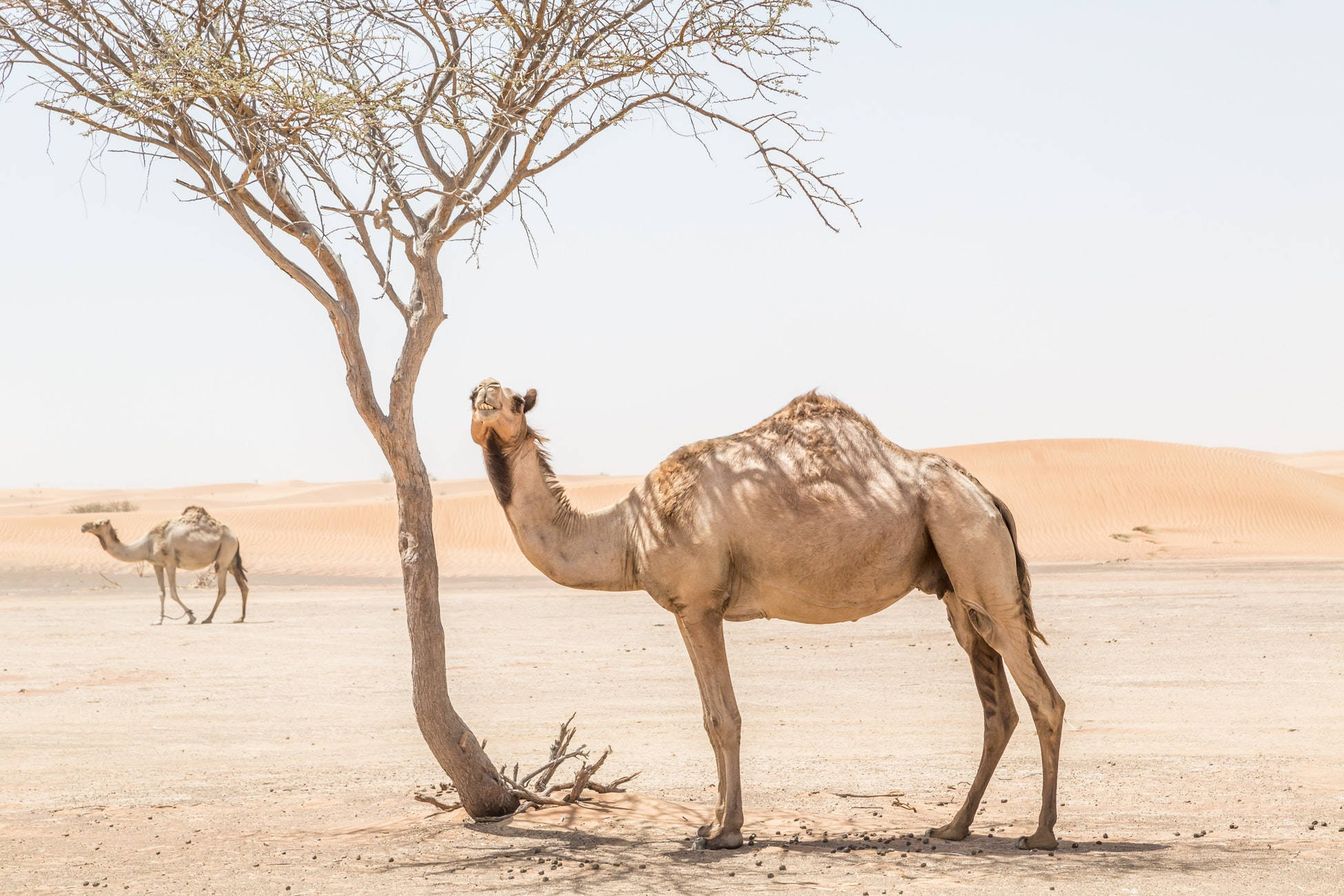 camel, tree, desert, Full HD Desktop Wallpaper