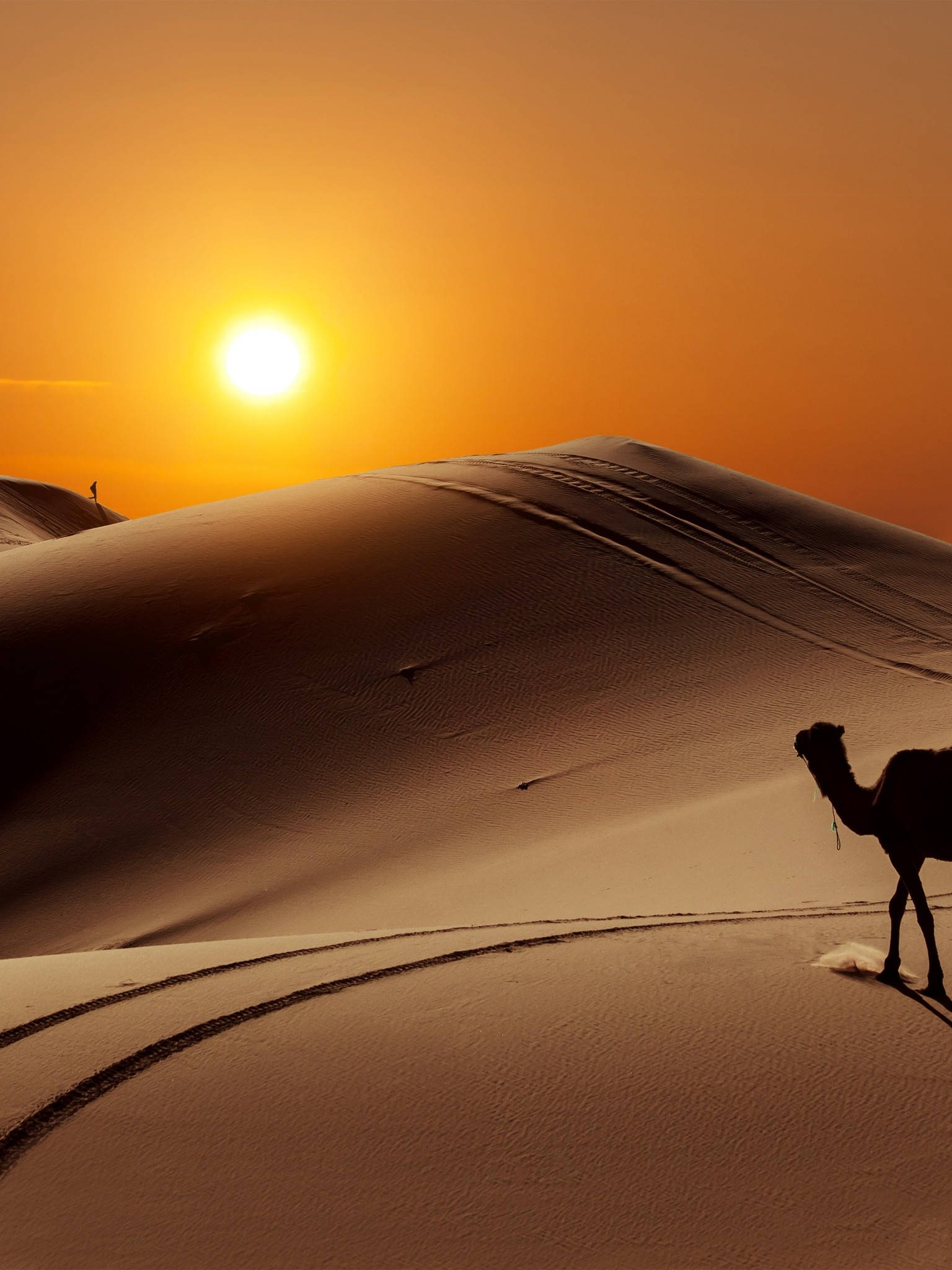 camel, desert, sunset, Full HD Phone Wallpaper