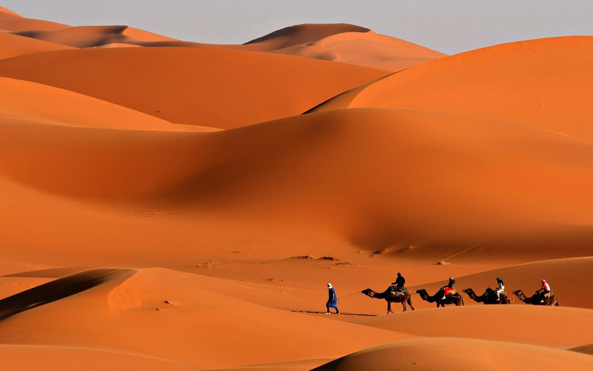 camels, mountain desert, orange sand dunes, Full HD Desktop Wallpaper