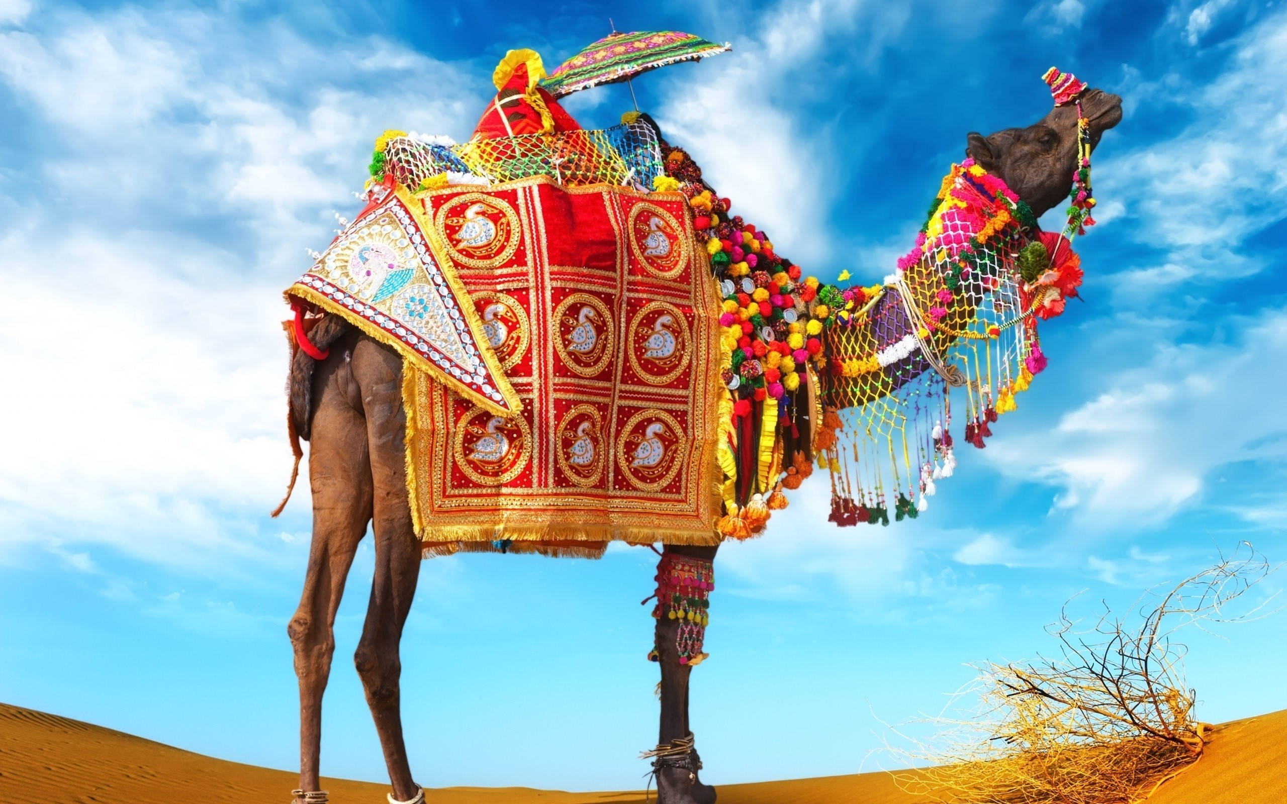 camel, desert, bright blue sky, 2K Desktop Wallpaper