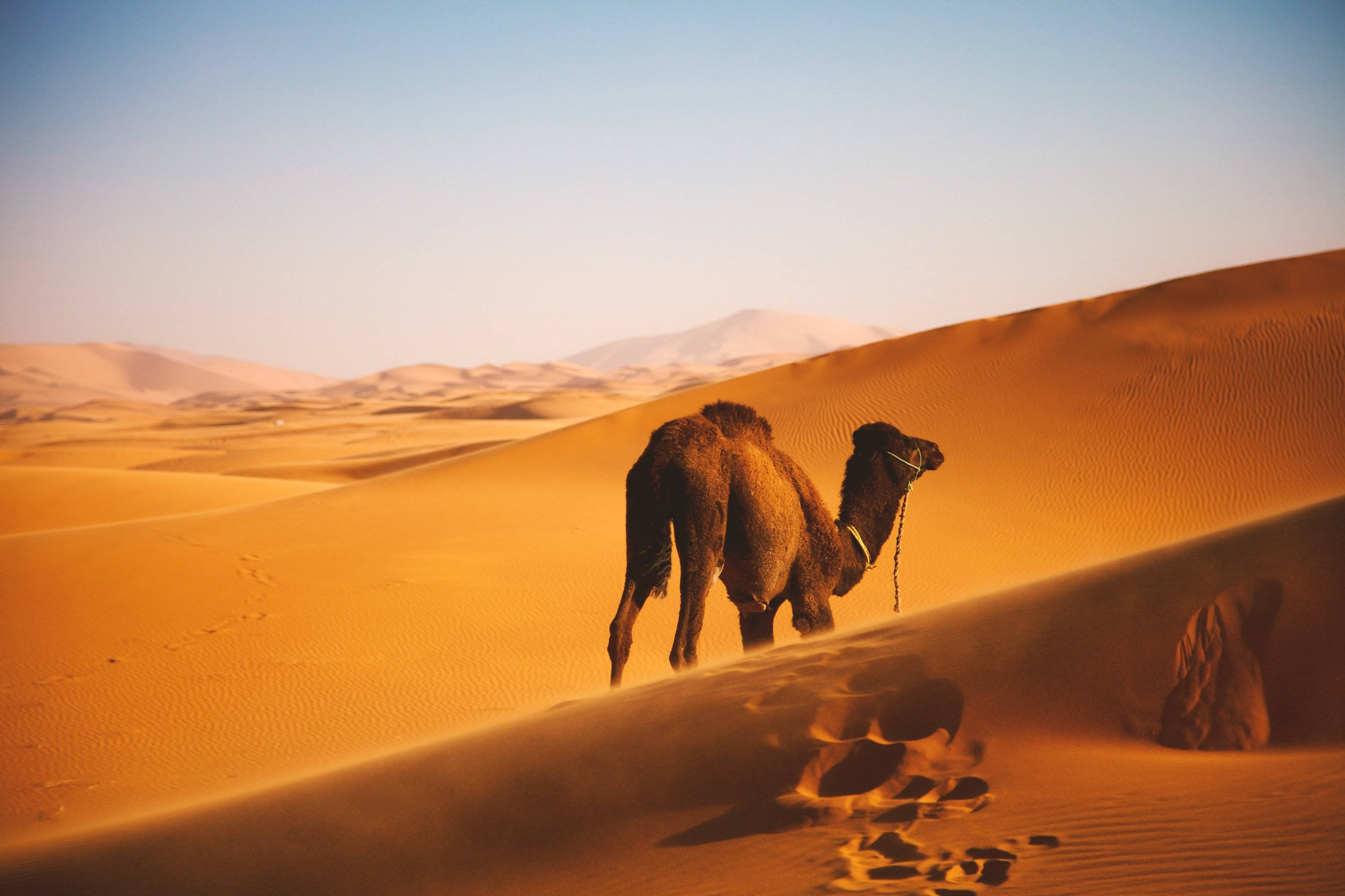 brown dromedary camel, golden desert dunes, clear blue sky, 2K Desktop Wallpaper