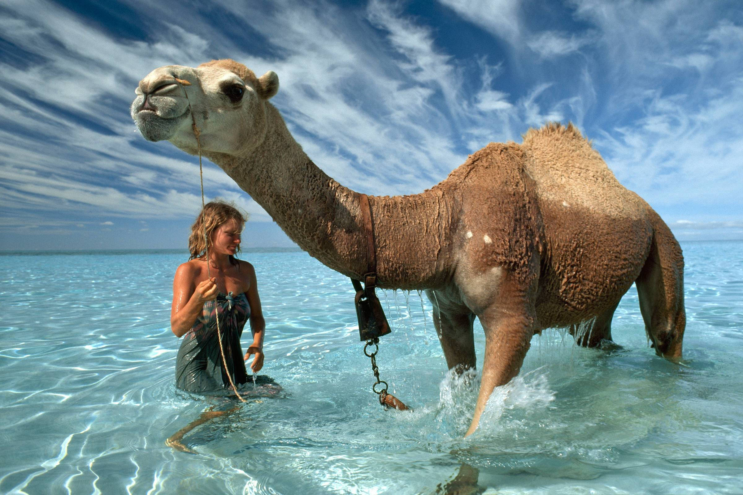 camel, turquoise ocean water, bright blue sky, Full HD Desktop Wallpaper