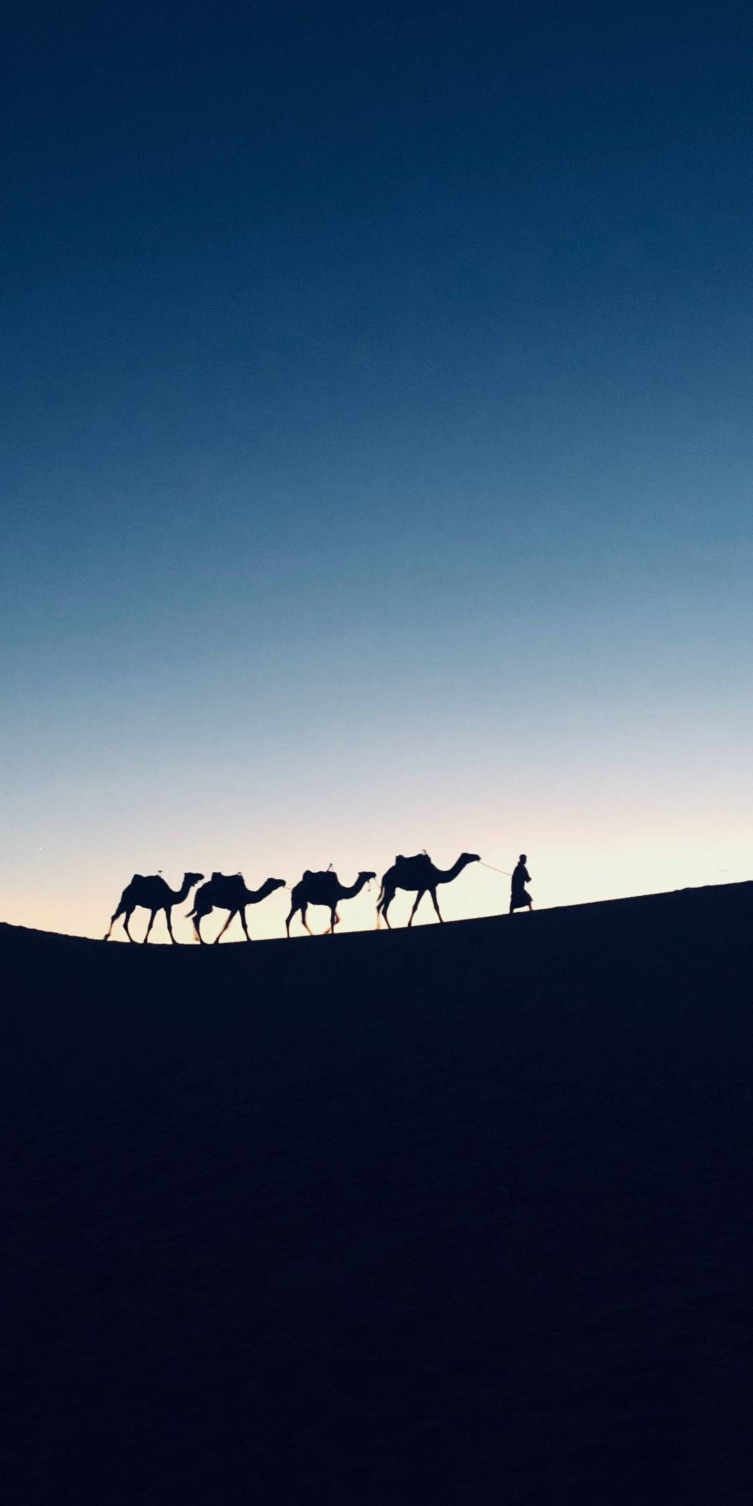 camels, caravan, dune, Full HD Phone Wallpaper