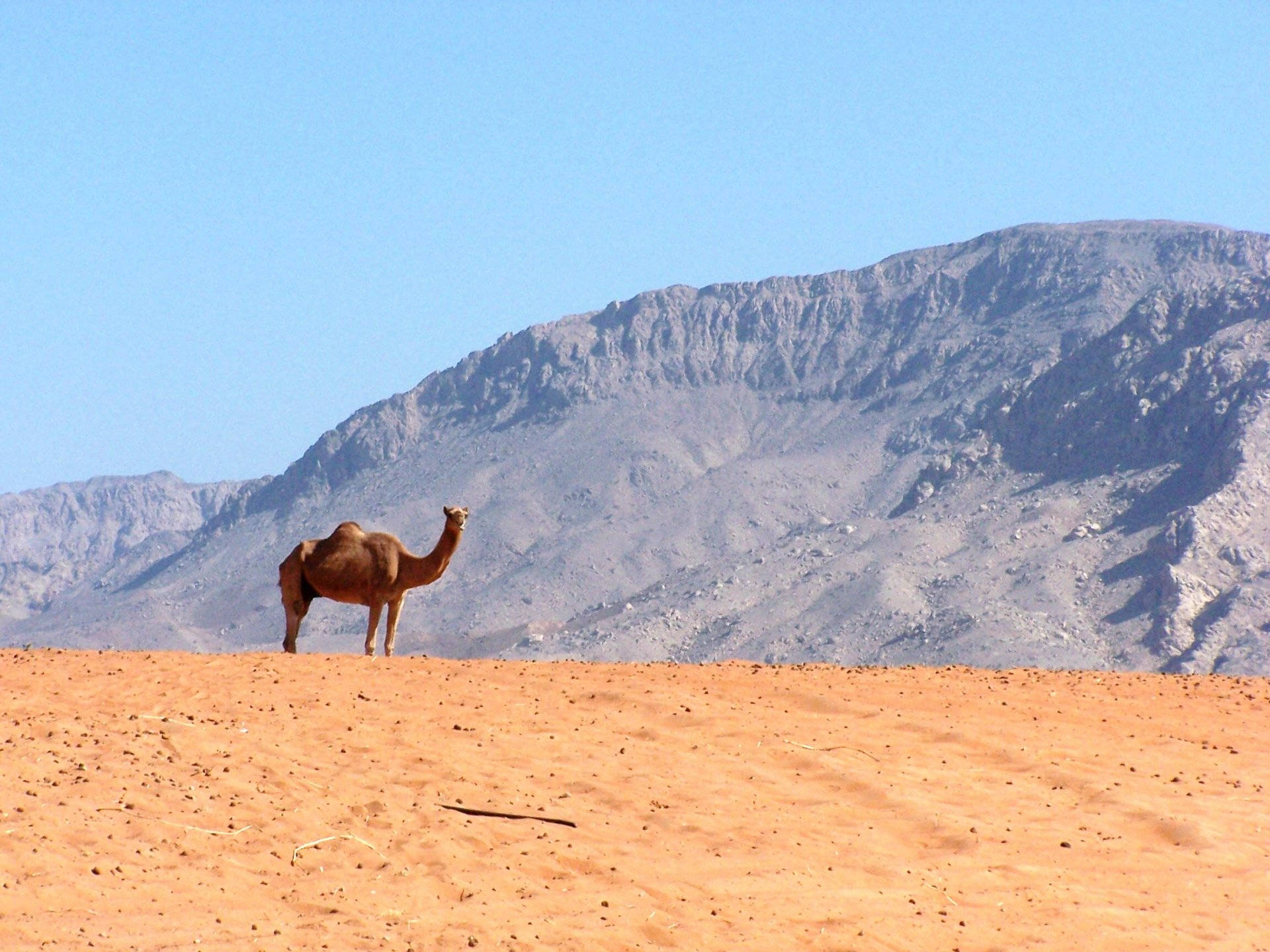 camel, orange desert, rugged gray mountains, Full HD Desktop Wallpaper
