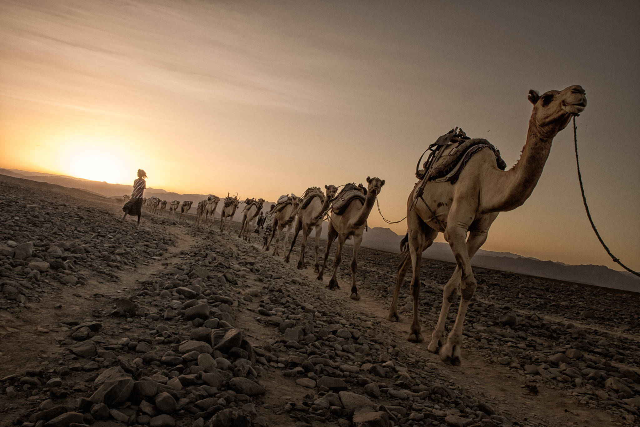 camels, rocky desert, golden sunset, Full HD Desktop Wallpaper