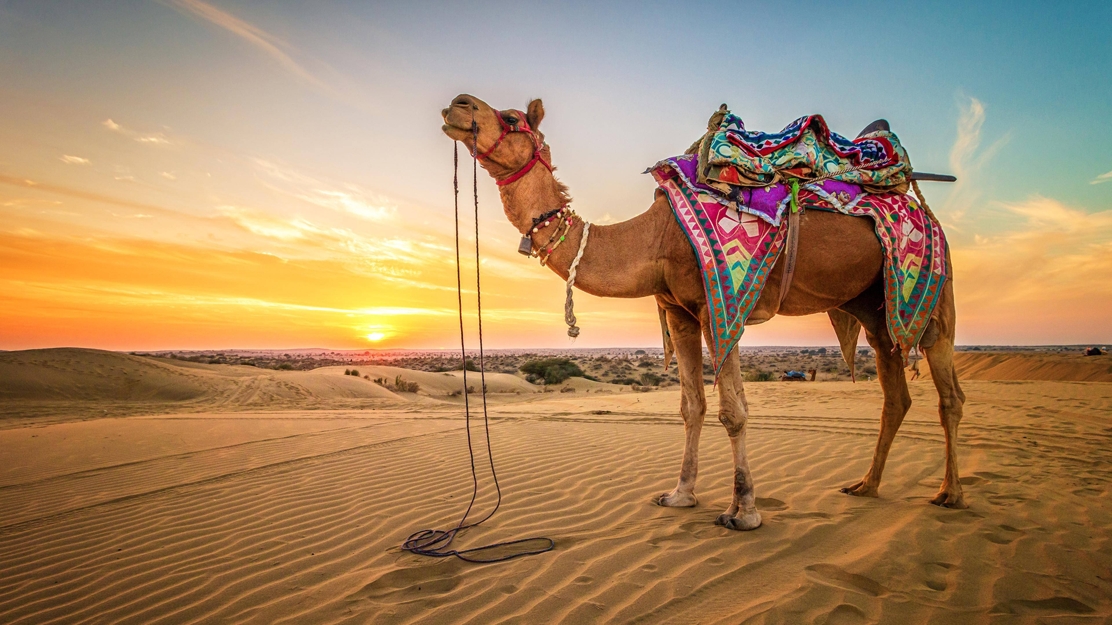 desert camel, sunset, orange, 4K Desktop Wallpaper