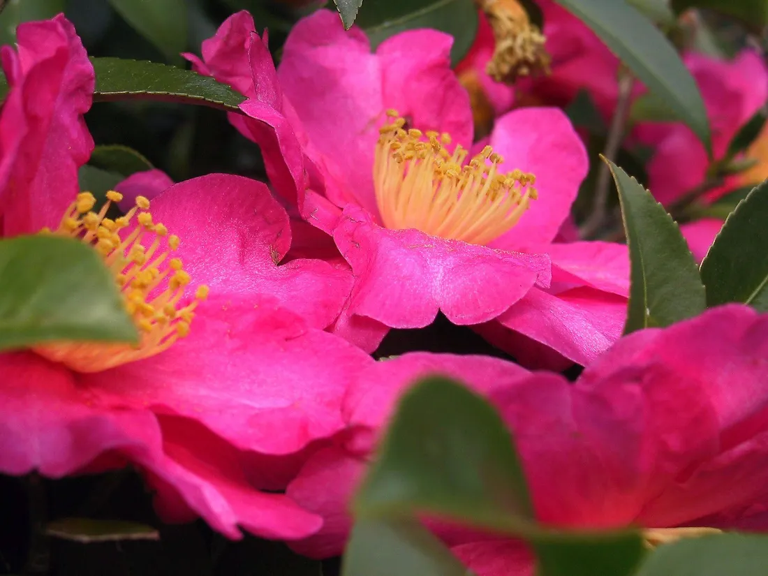Camellia sasanqua Wallpapers