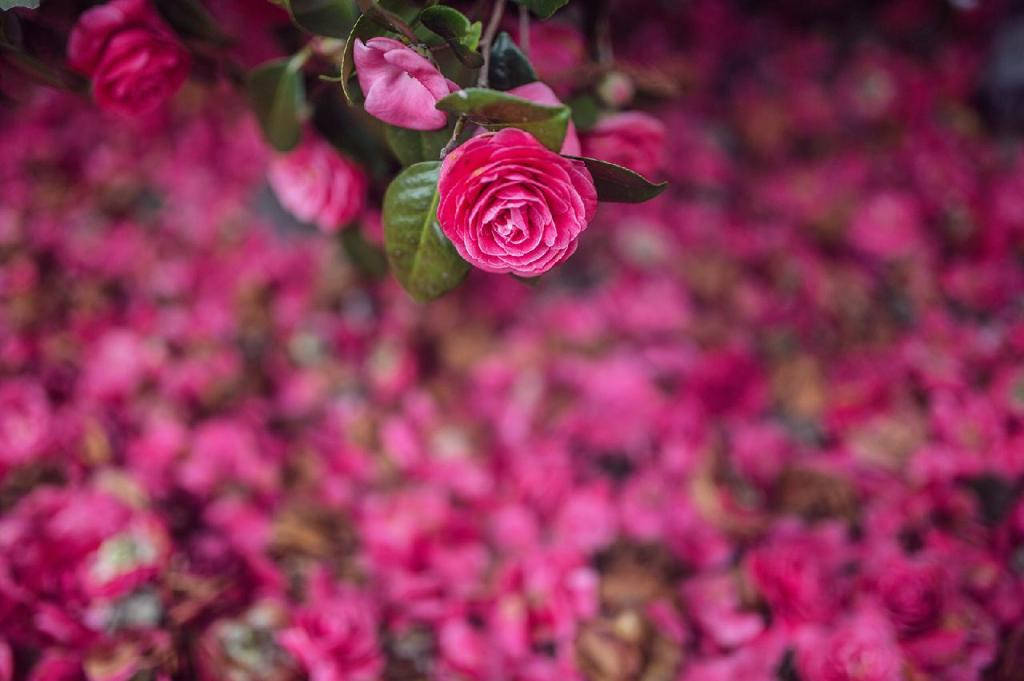 Camellia sasanqua, vibrant pink, lush green leaves, SD Desktop Wallpaper