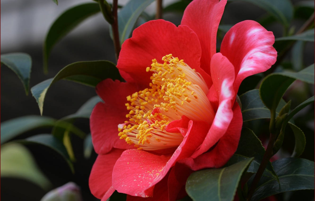 Camellia sasanqua, vibrant red, yellow stamens, HD Desktop Wallpaper