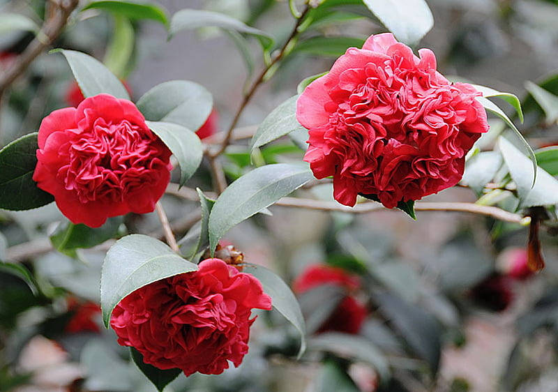 Camellia sasanqua, vibrant red, ruffled petals, SD Desktop Wallpaper